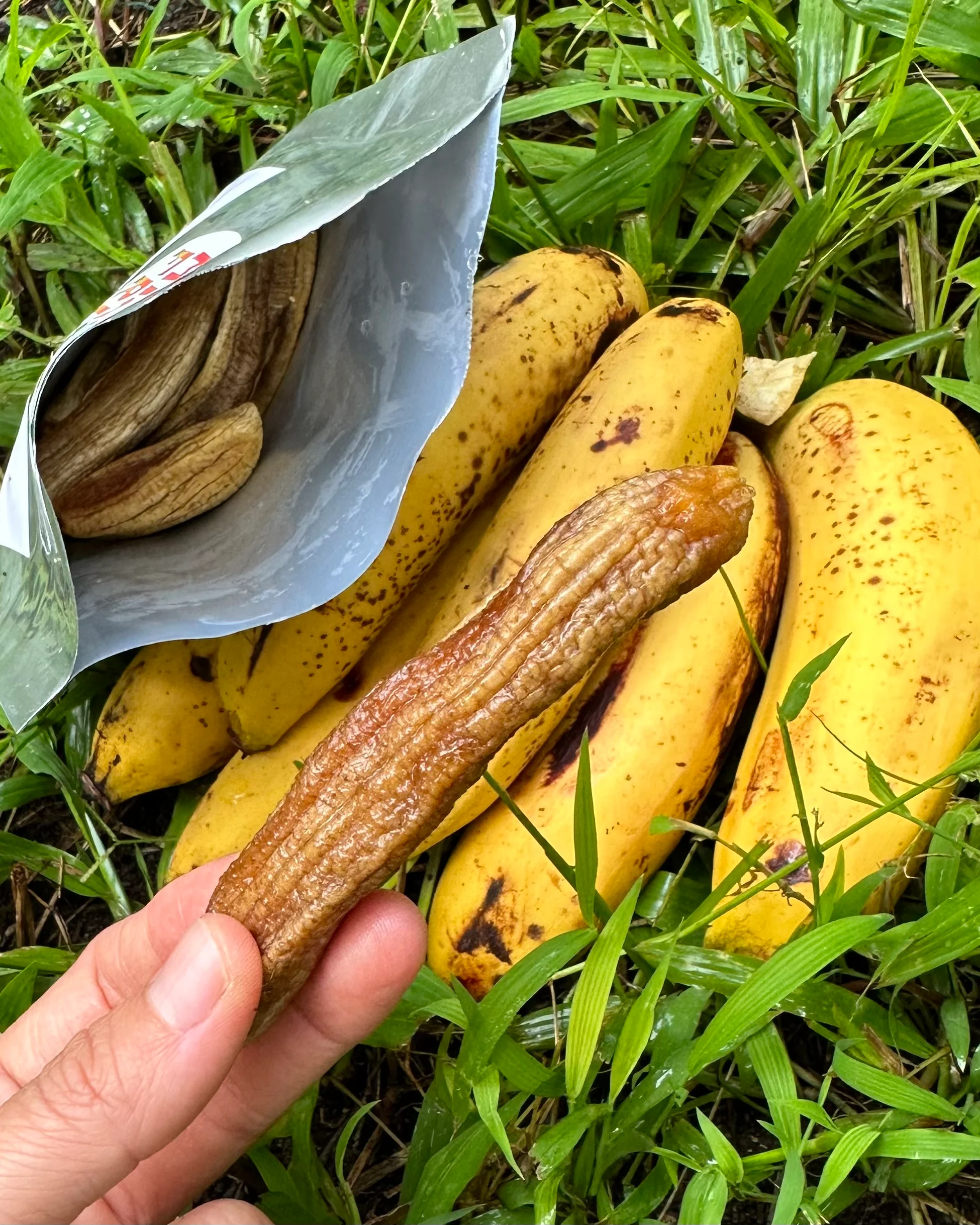 Dehydrated Gros Michel Banana - Image 4