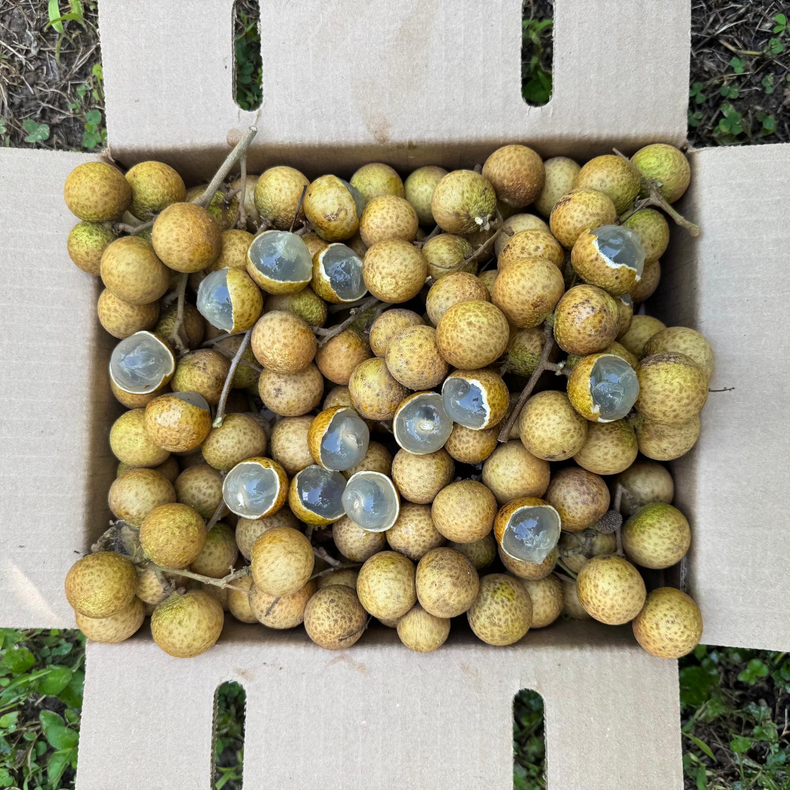 Diamond River Longan *Pre-Order* - Image 3