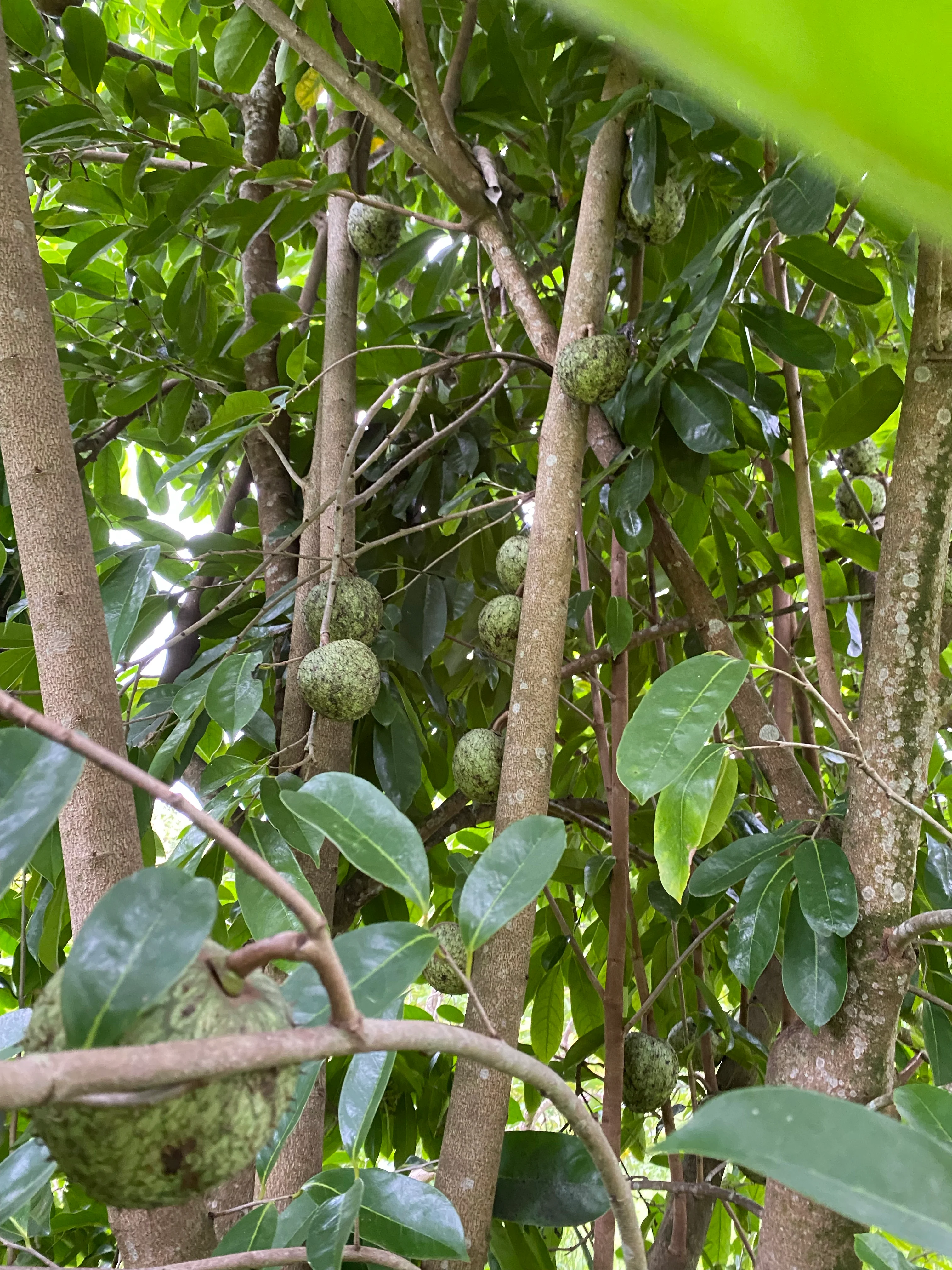 Dried Mountain Soursop Leaves - Image 6