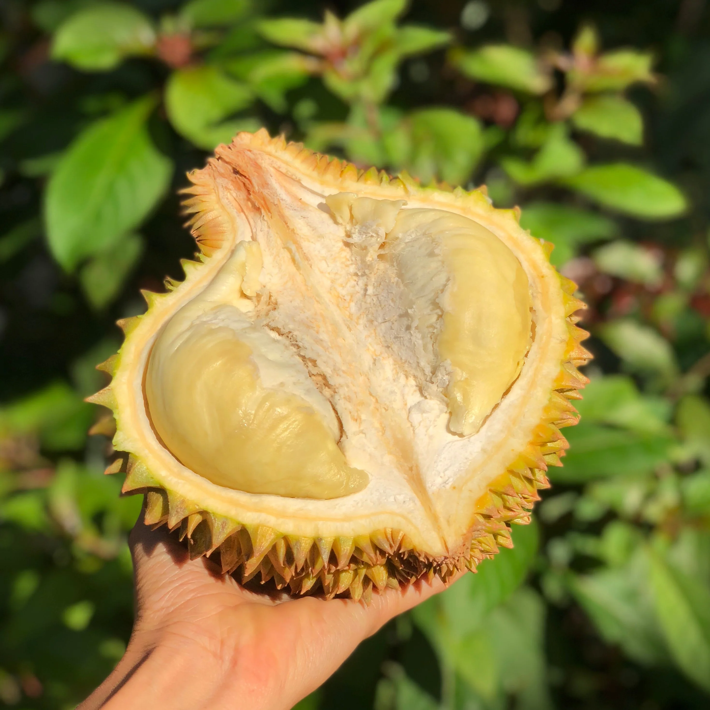 Fresh Monthong Durian *Pre-Order* - Image 4