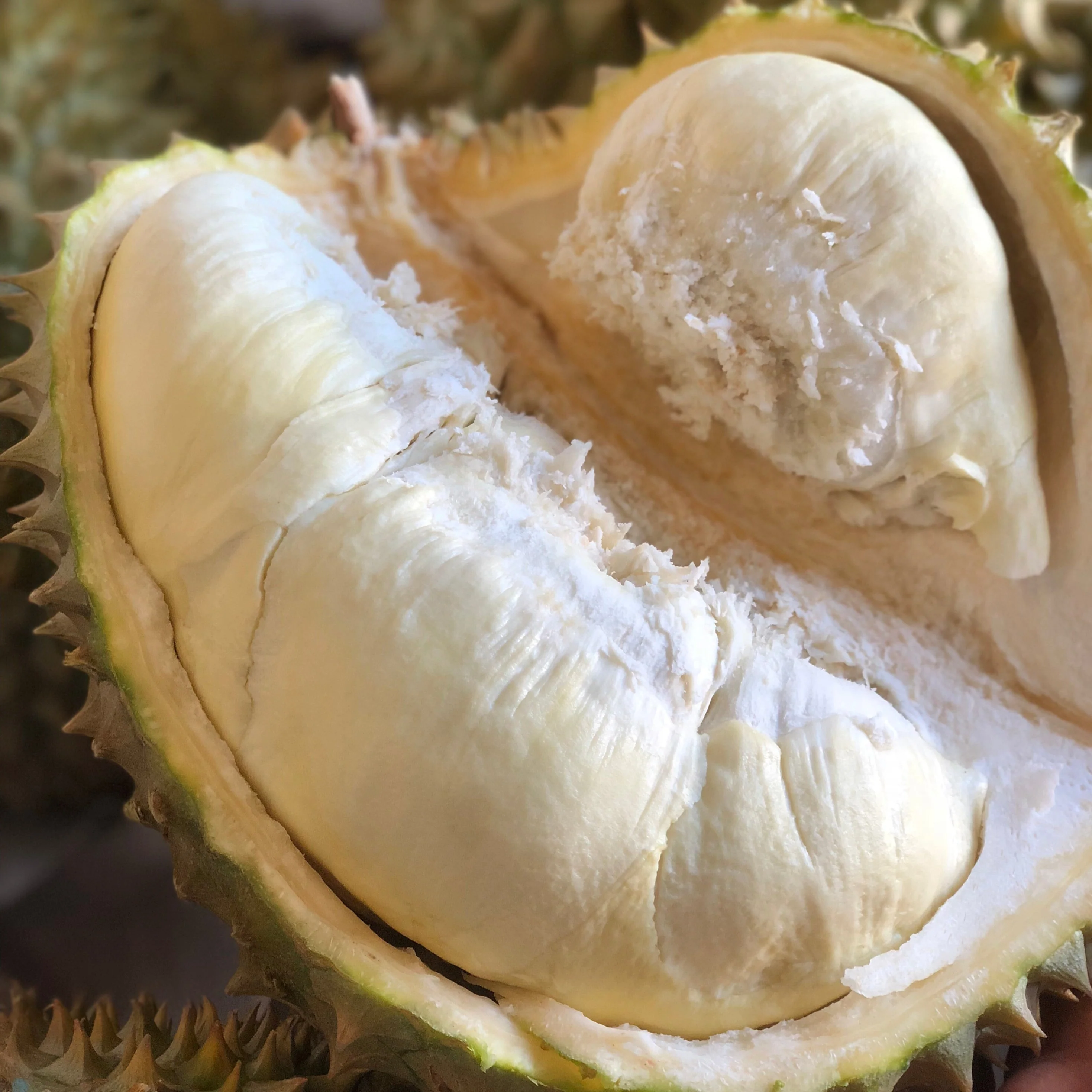 Fresh Monthong Durian *Pre-Order* - Image 5