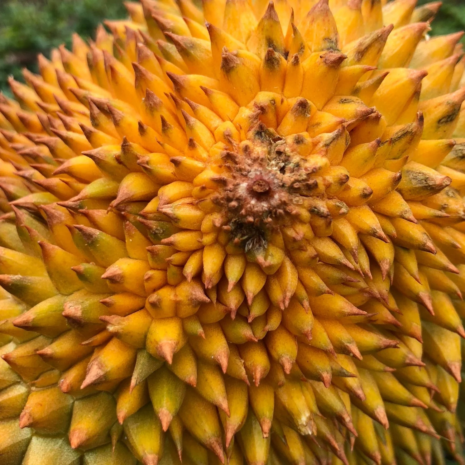 Fresh Monthong Durian *Pre-Order* - Image 7