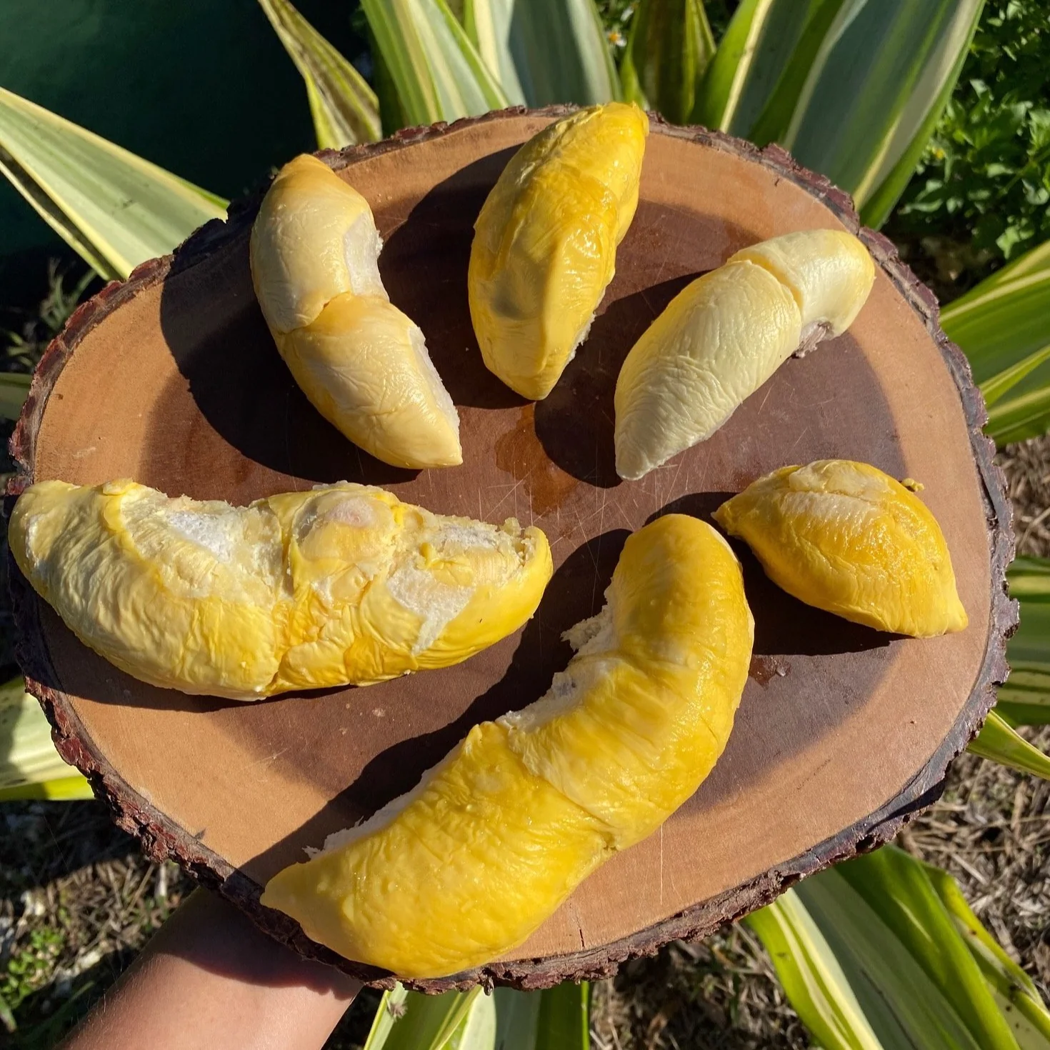 Durian Variety Pack - 3 Trays (Musang King, D101, & Puyat) *Pre-Order* - Image 4