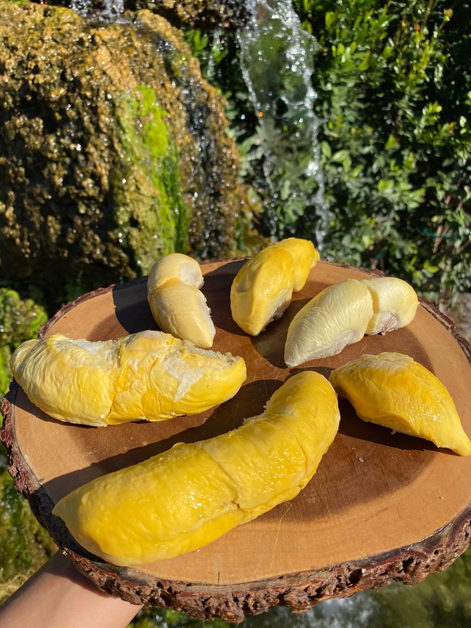 Durian Variety Pack - 3 Trays (Musang King, D101, & Puyat) *Pre-Order* - Image 5