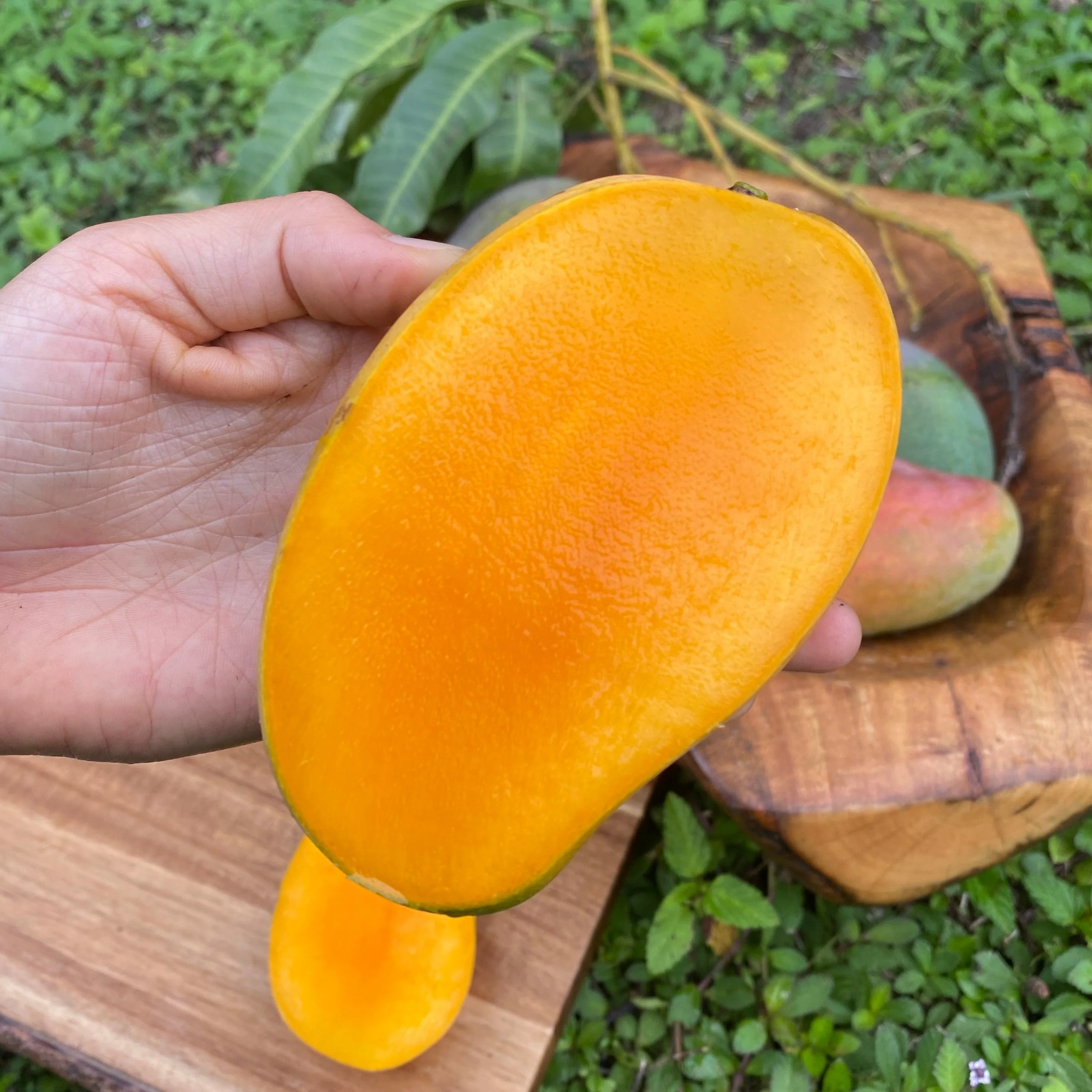 East Indian Mango *Pre-Order* - Image 2