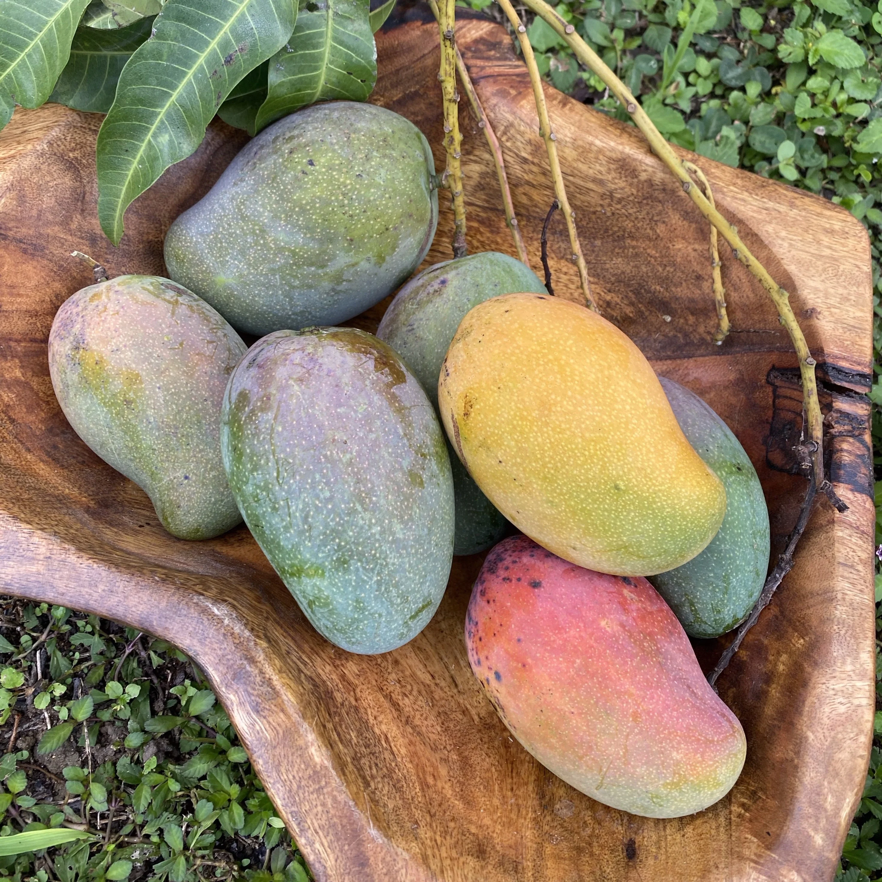 East Indian Mango *Pre-Order* - Image 5