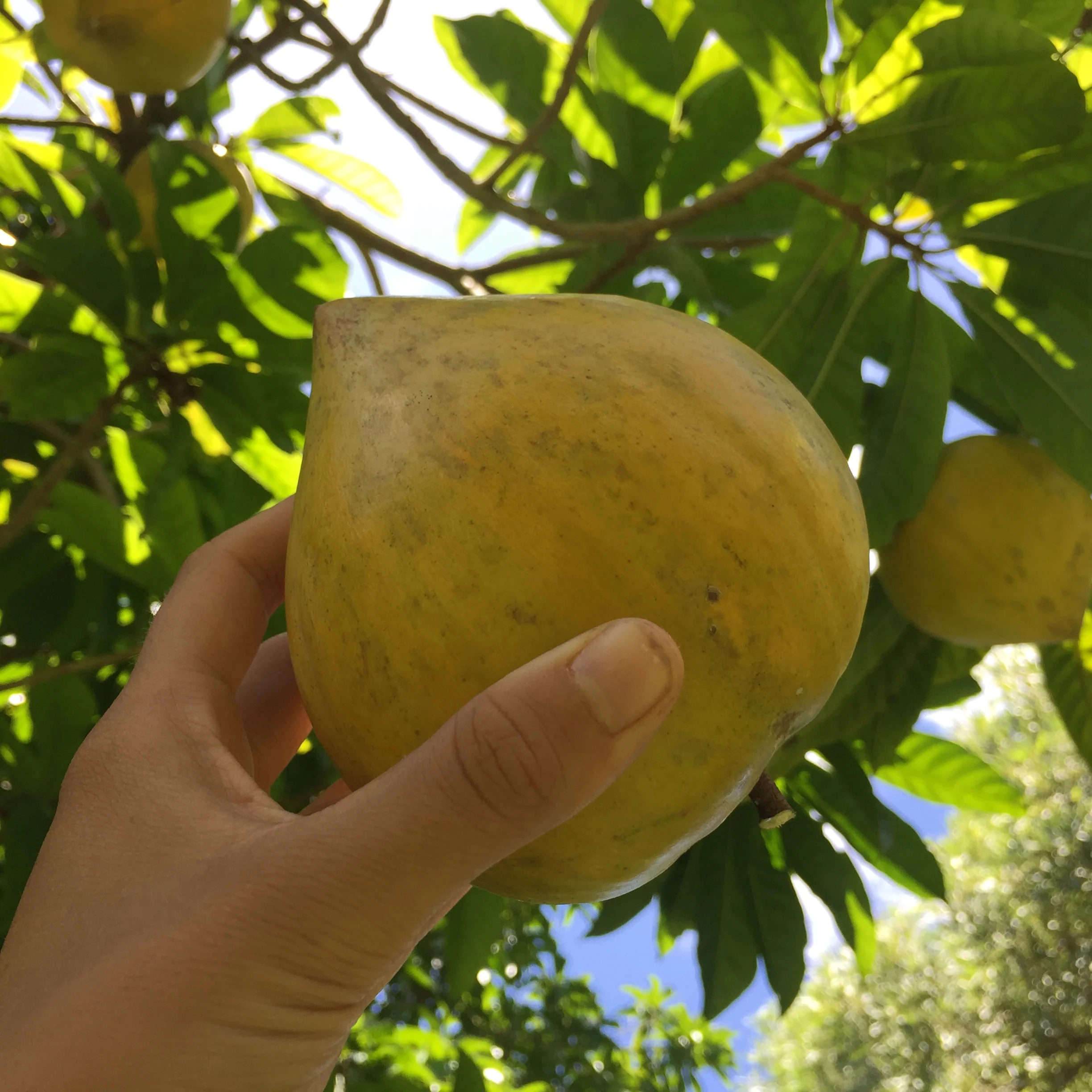 Eggfruit (Canistel) - Image 6
