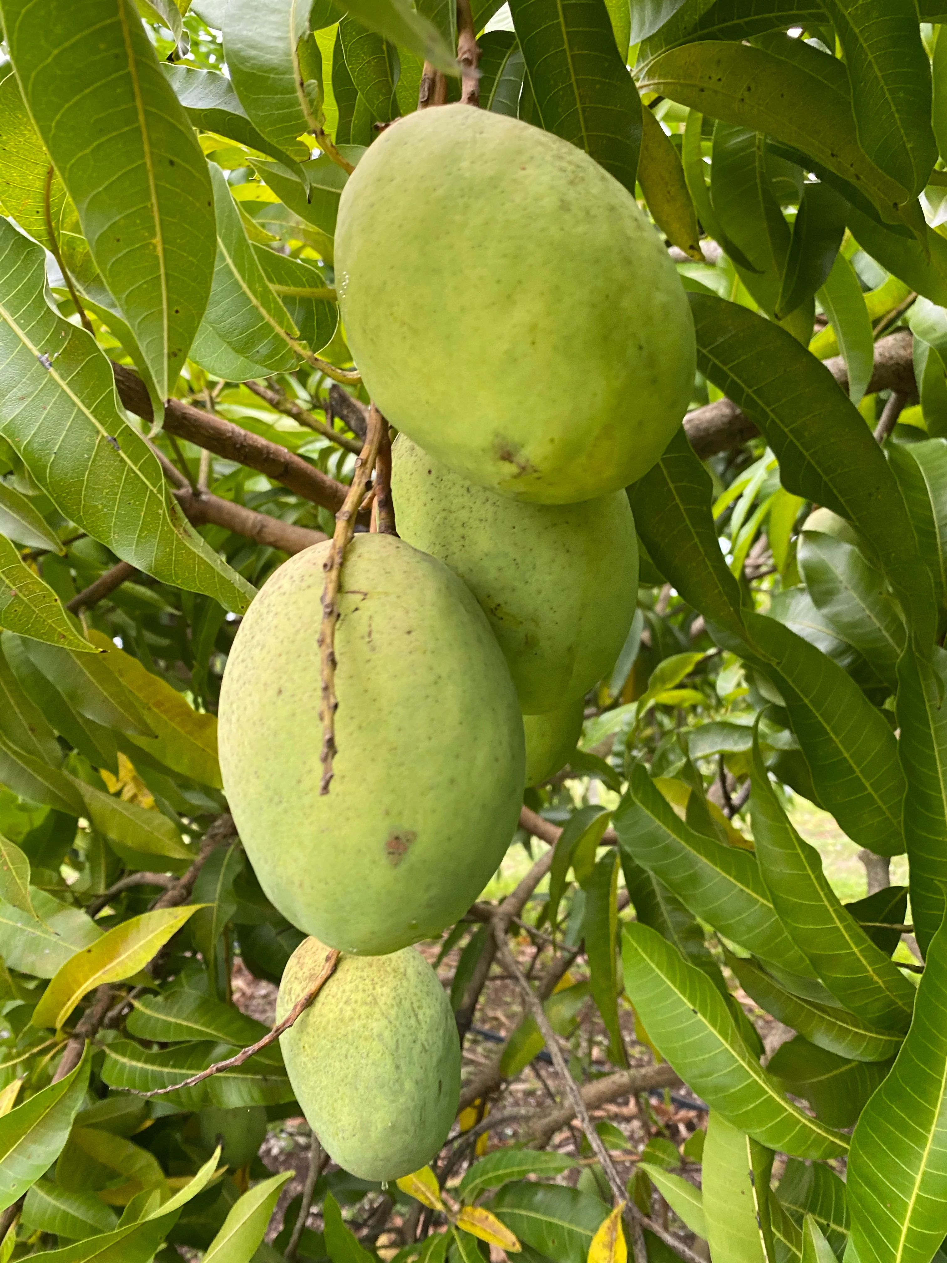 Coconut Cream Mango *Pre-Order* - Image 8