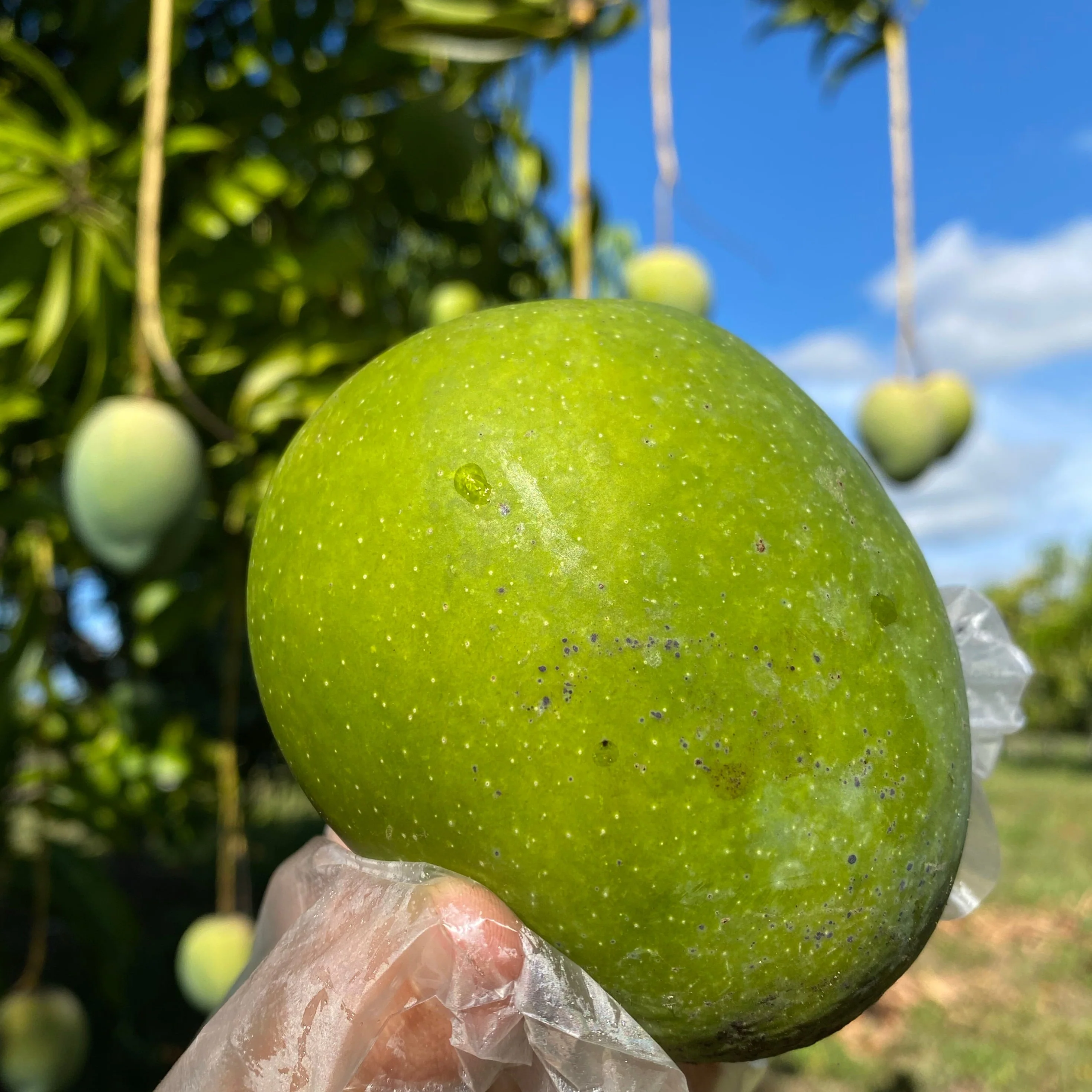 Fairchild Emerald Mango *Pre-Order* - Image 11