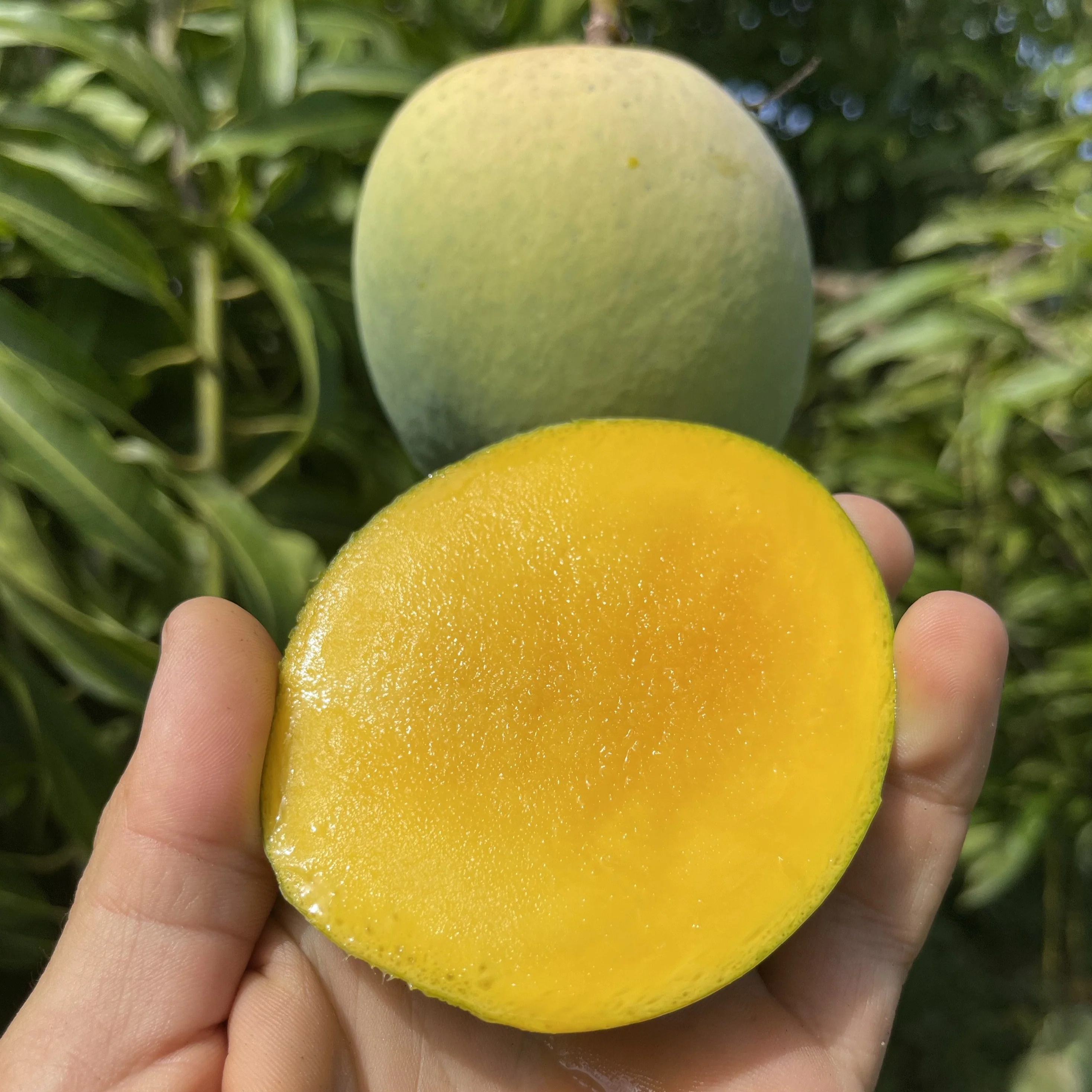 Fairchild Emerald Mango *Pre-Order* - Image 3