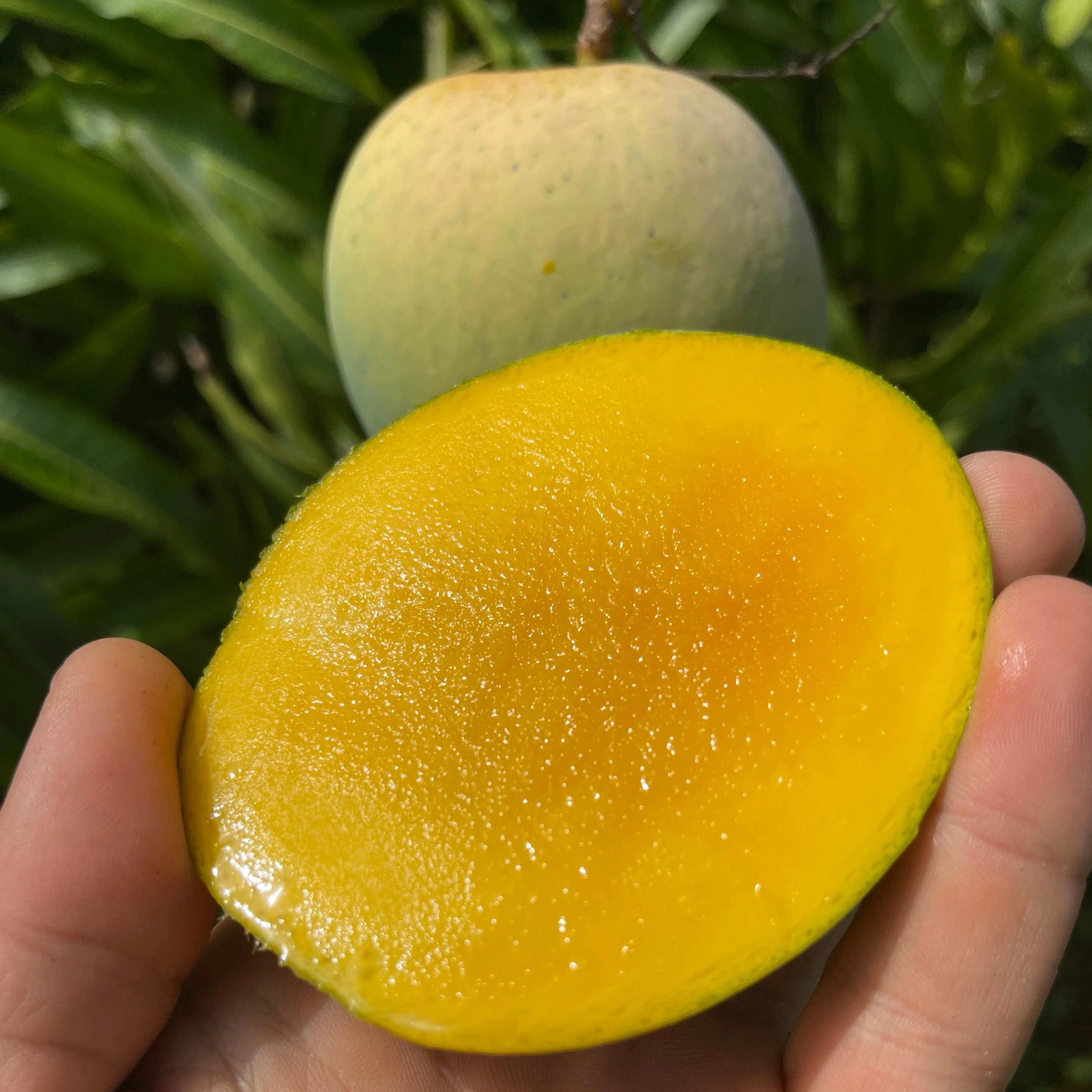 Fairchild Emerald Mango *Pre-Order* - Image 4