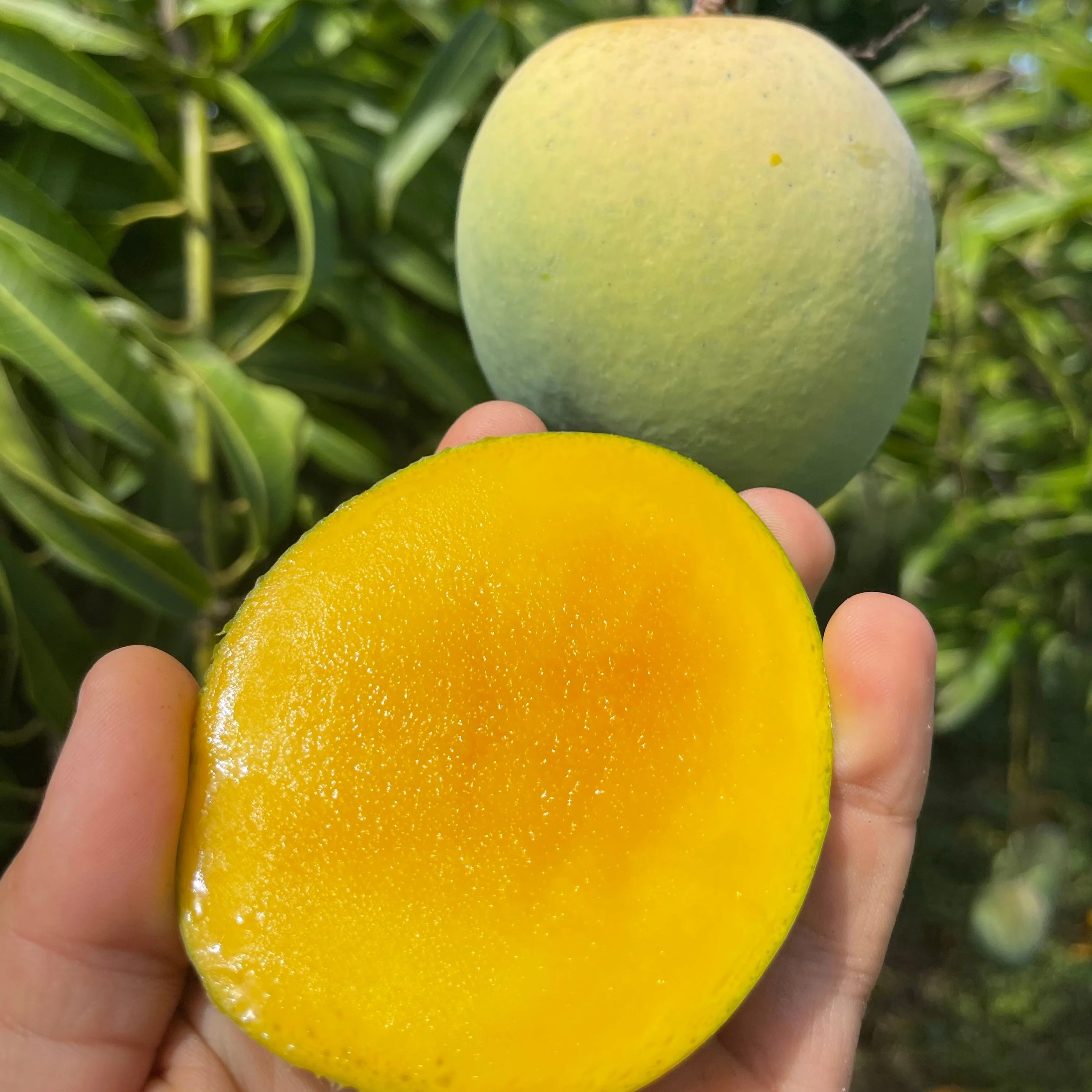 Fairchild Emerald Mango *Pre-Order* - Image 6