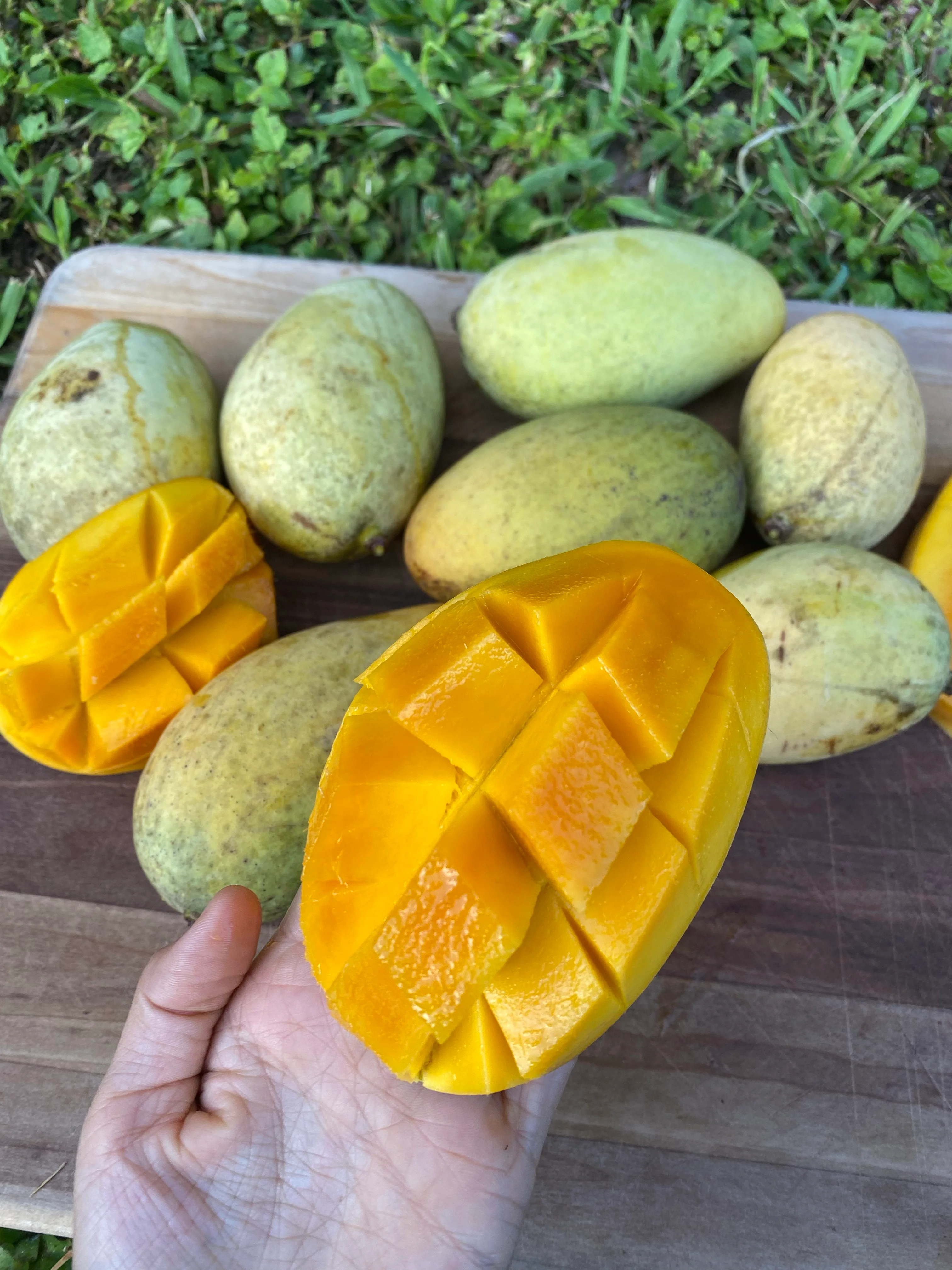 Orange Sherbet Mango *Pre-Order* - Image 12