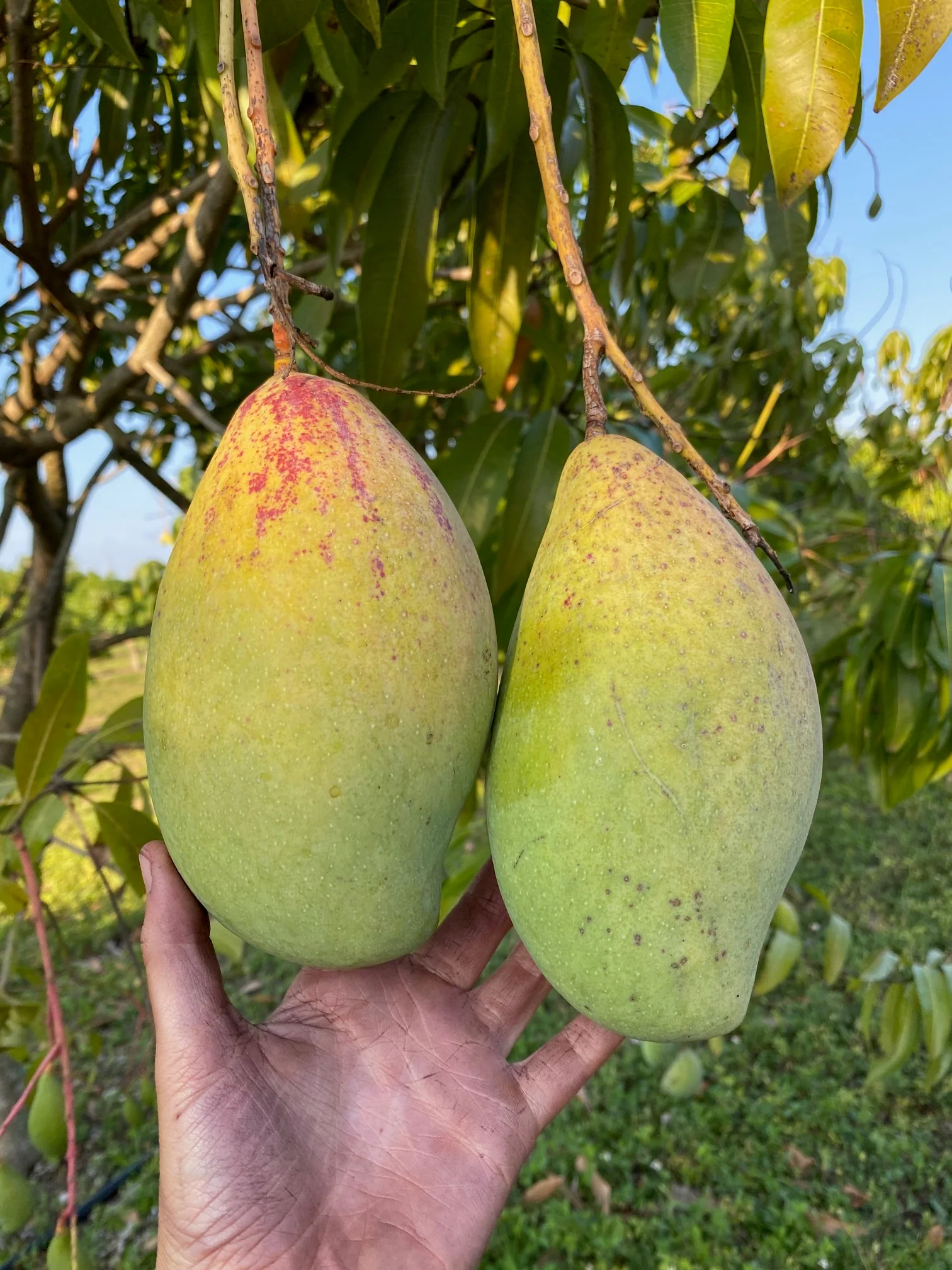 Totapuri Mango *Pre-Order* - Image 5