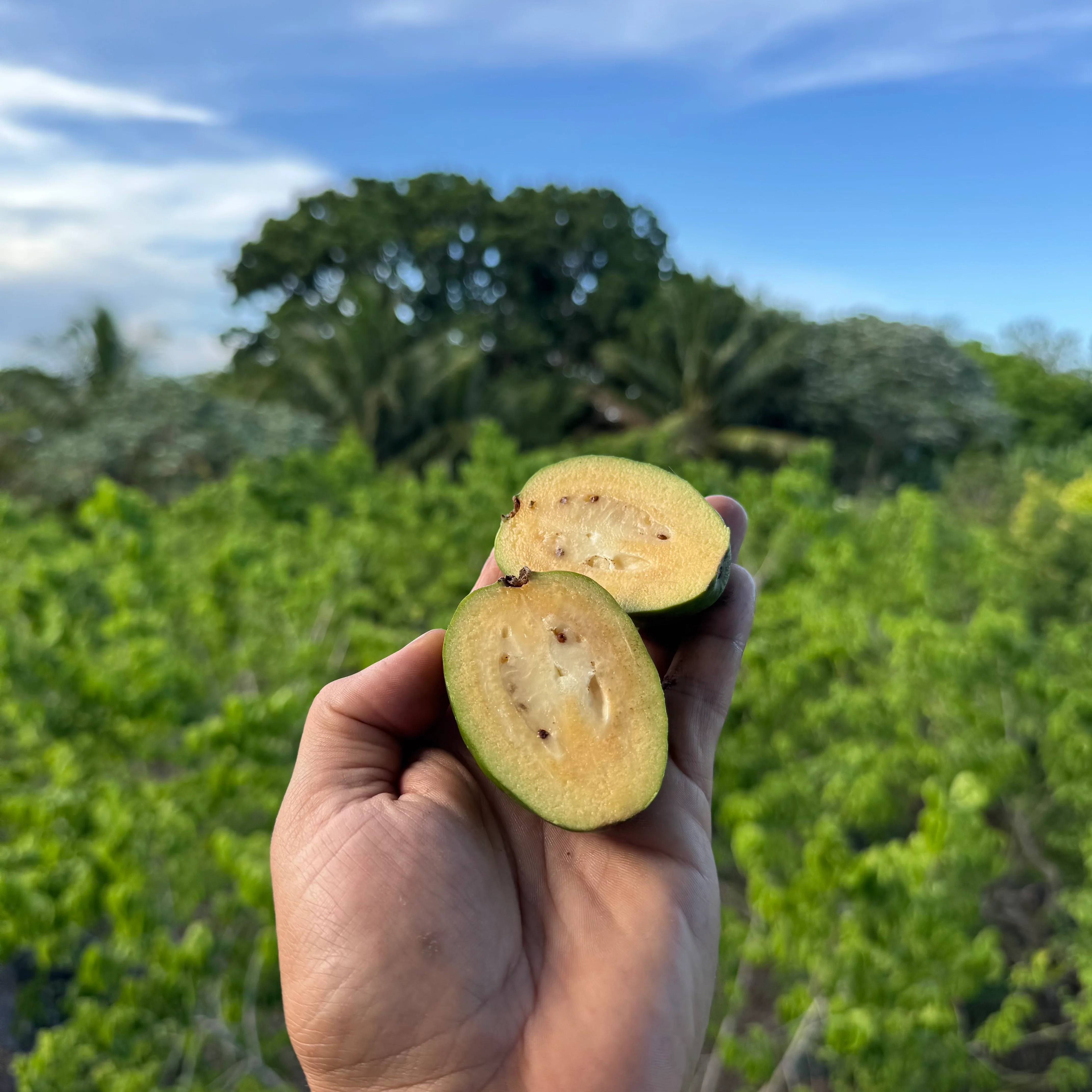 Feijoa *Pre-Order*