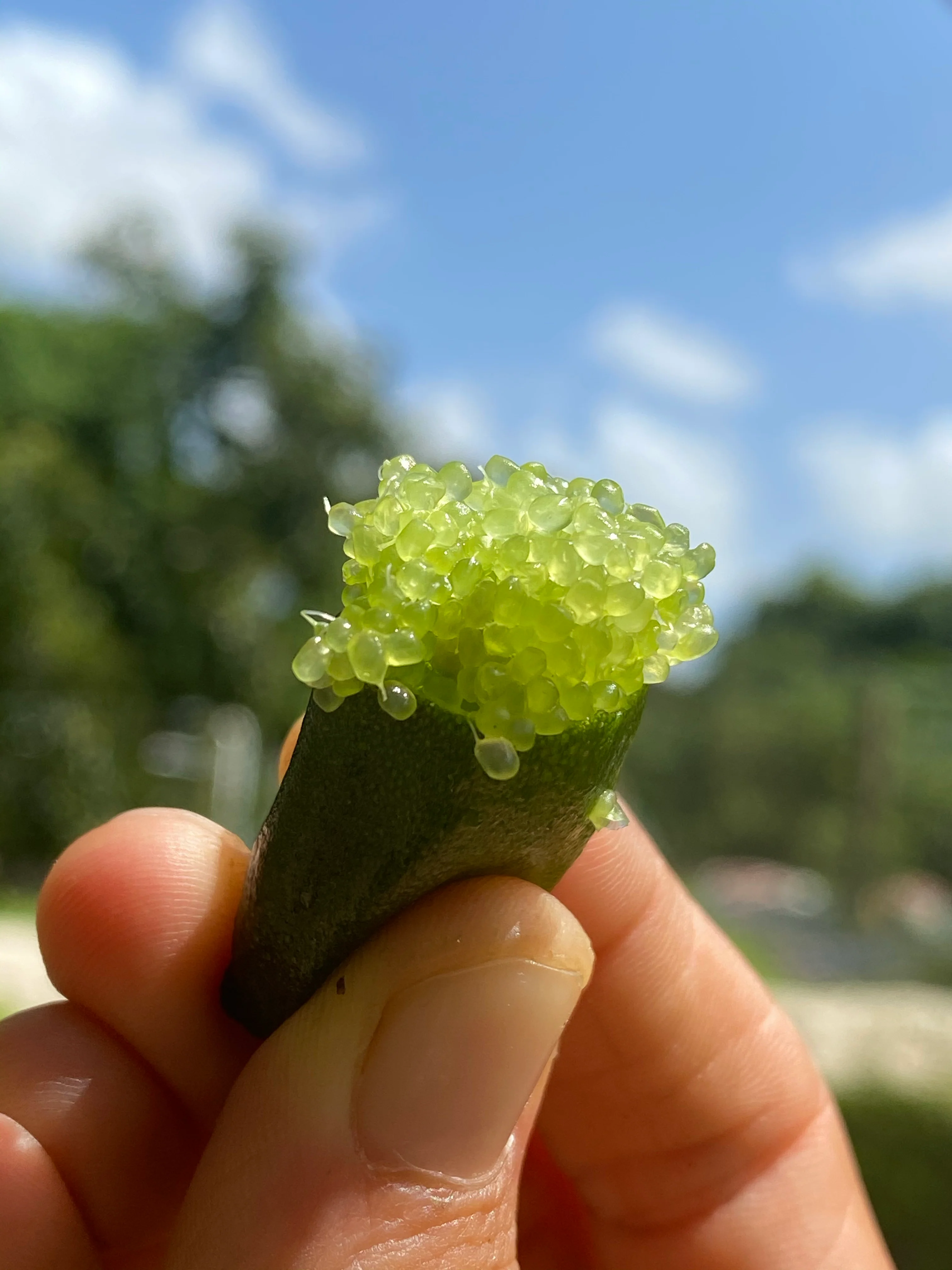 Caviar Lime (Finger Lime) - Image 11