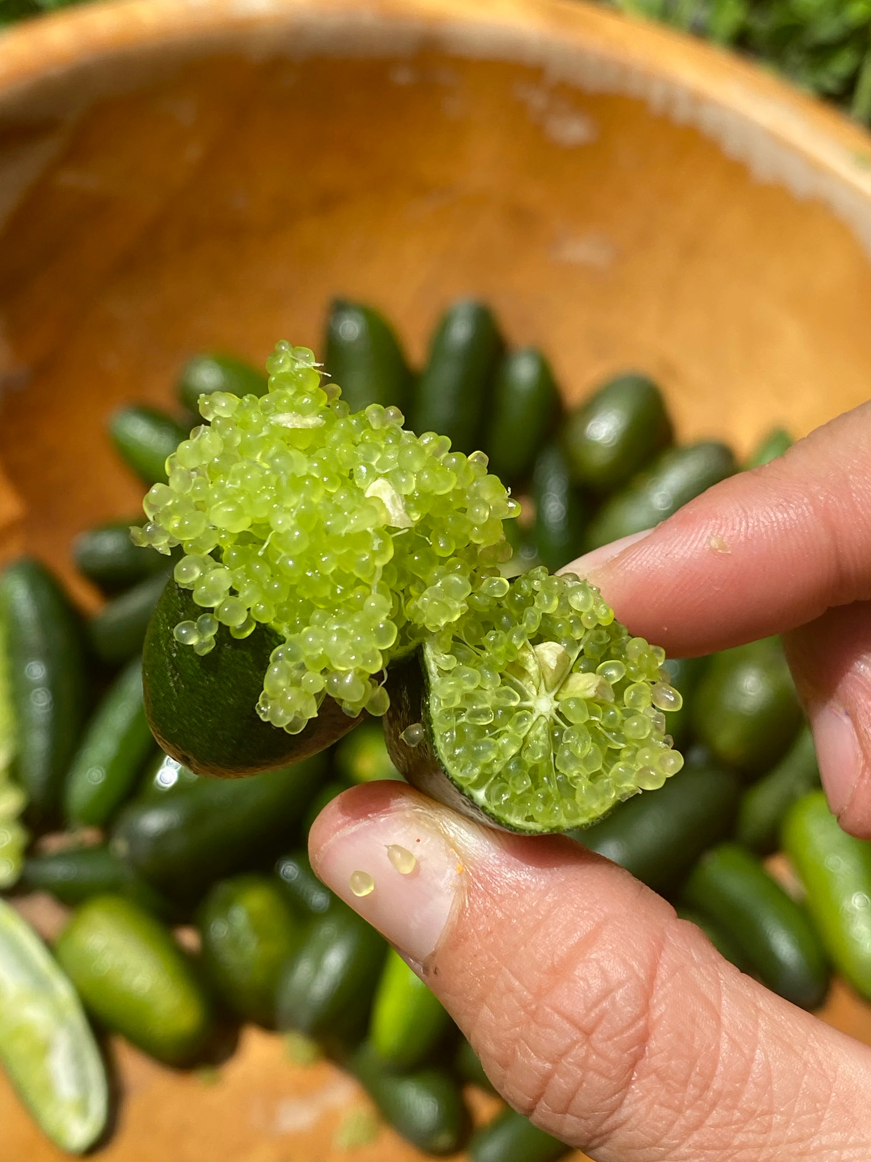 Caviar Lime (Finger Lime) - Image 12