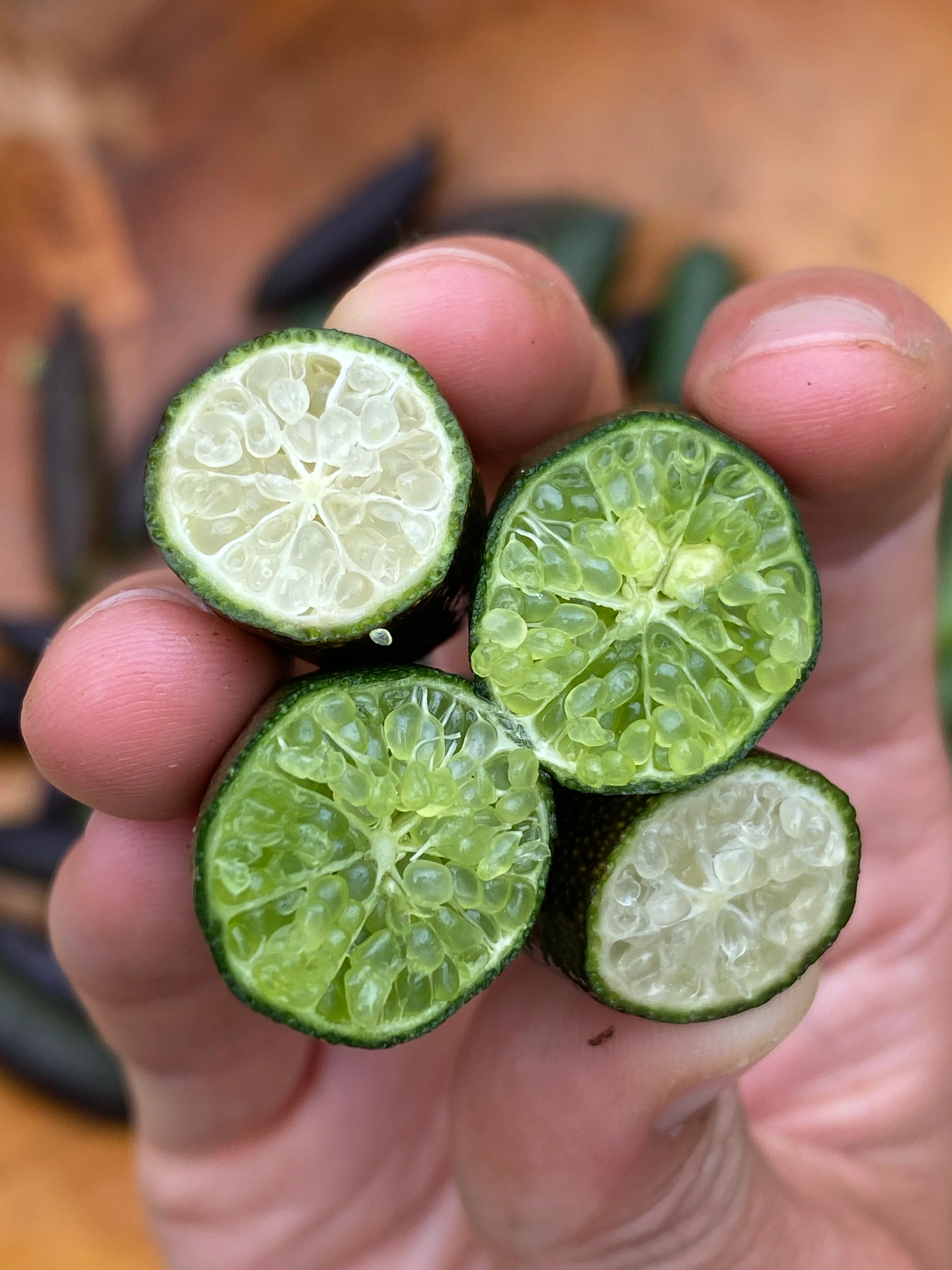 Caviar Lime (Finger Lime) - Image 15