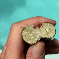Caviar Lime (Finger Lime) - Image 5