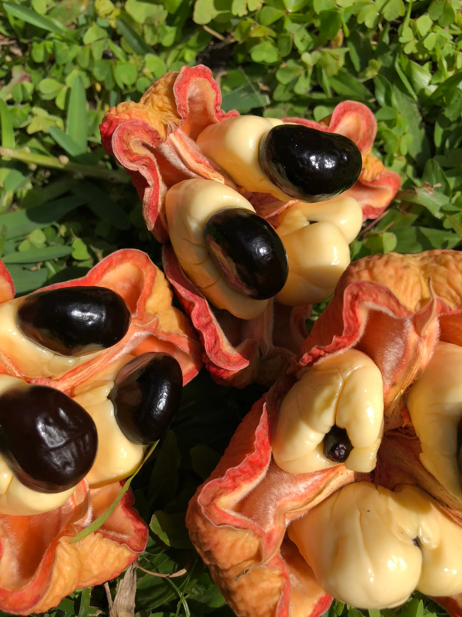 Freeze Dried Ackee - Image 10