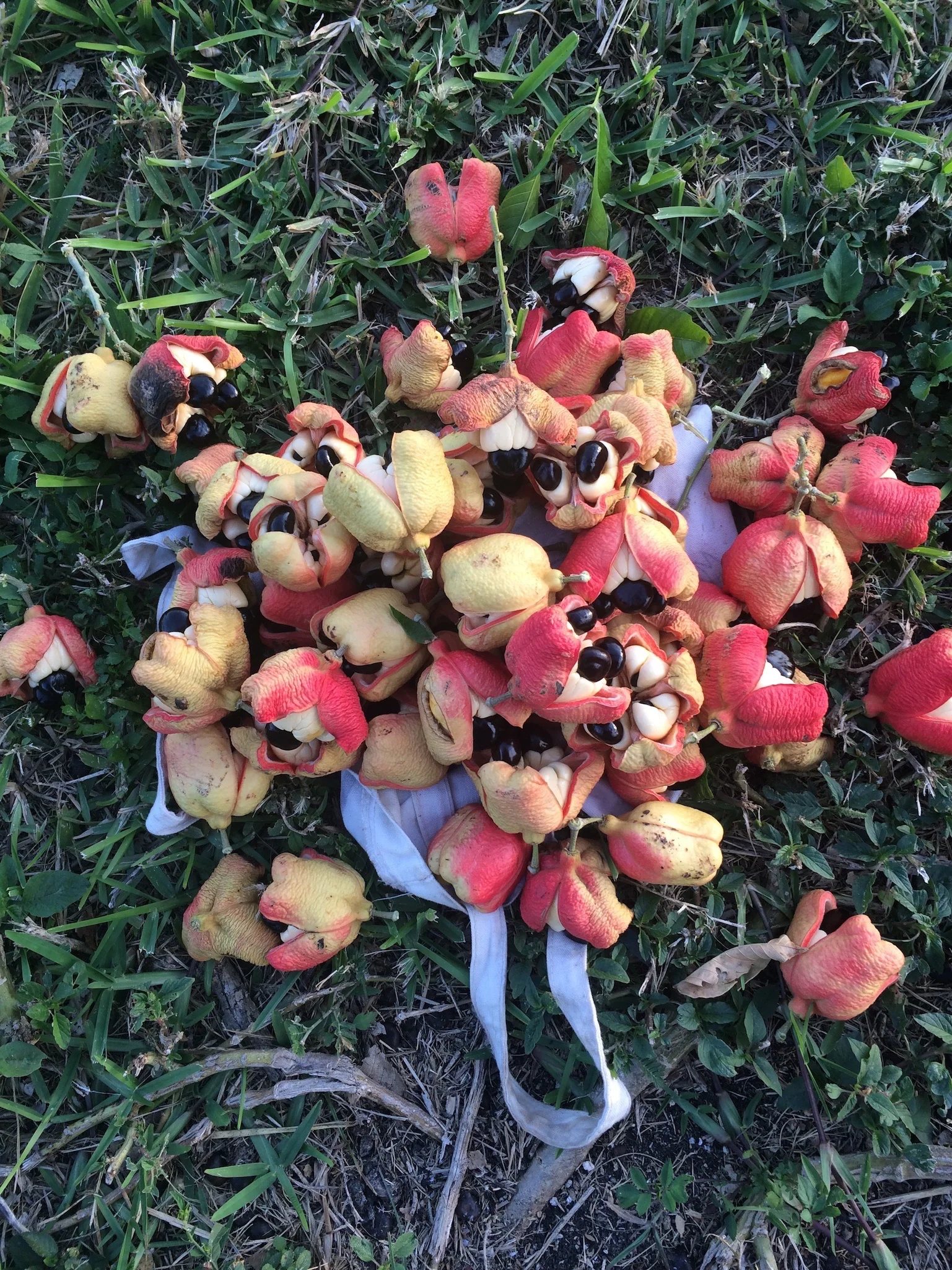 Freeze Dried Ackee - Image 11