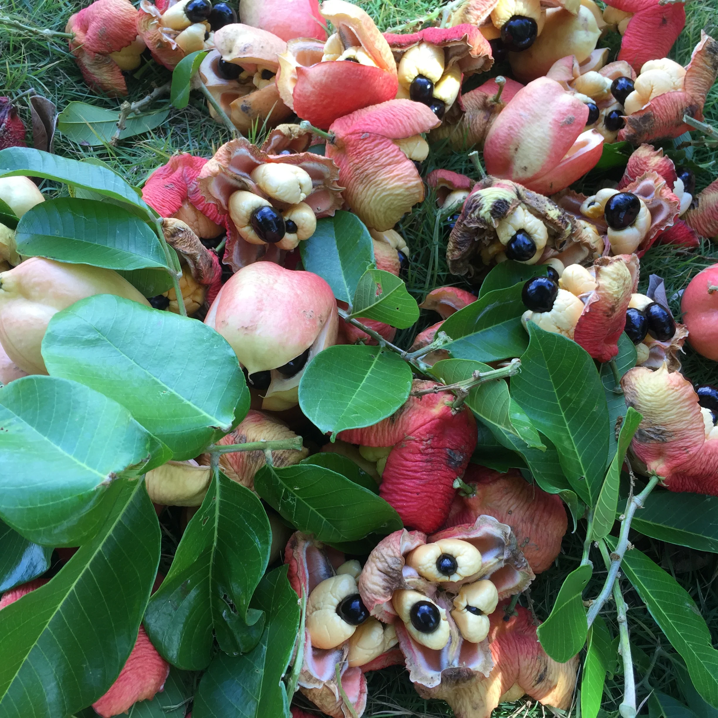Freeze Dried Ackee - Image 13