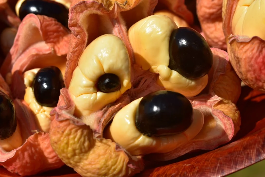 Freeze Dried Ackee - Image 16