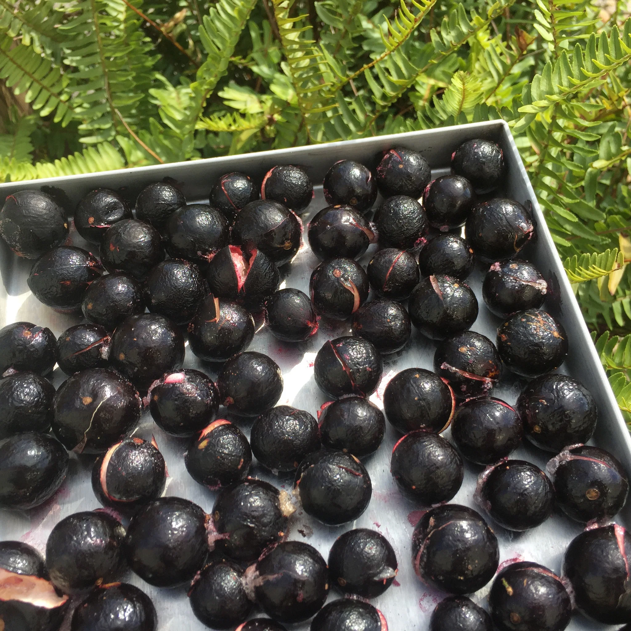 Freeze Dried Jaboticaba *Pre-Order* - Image 2