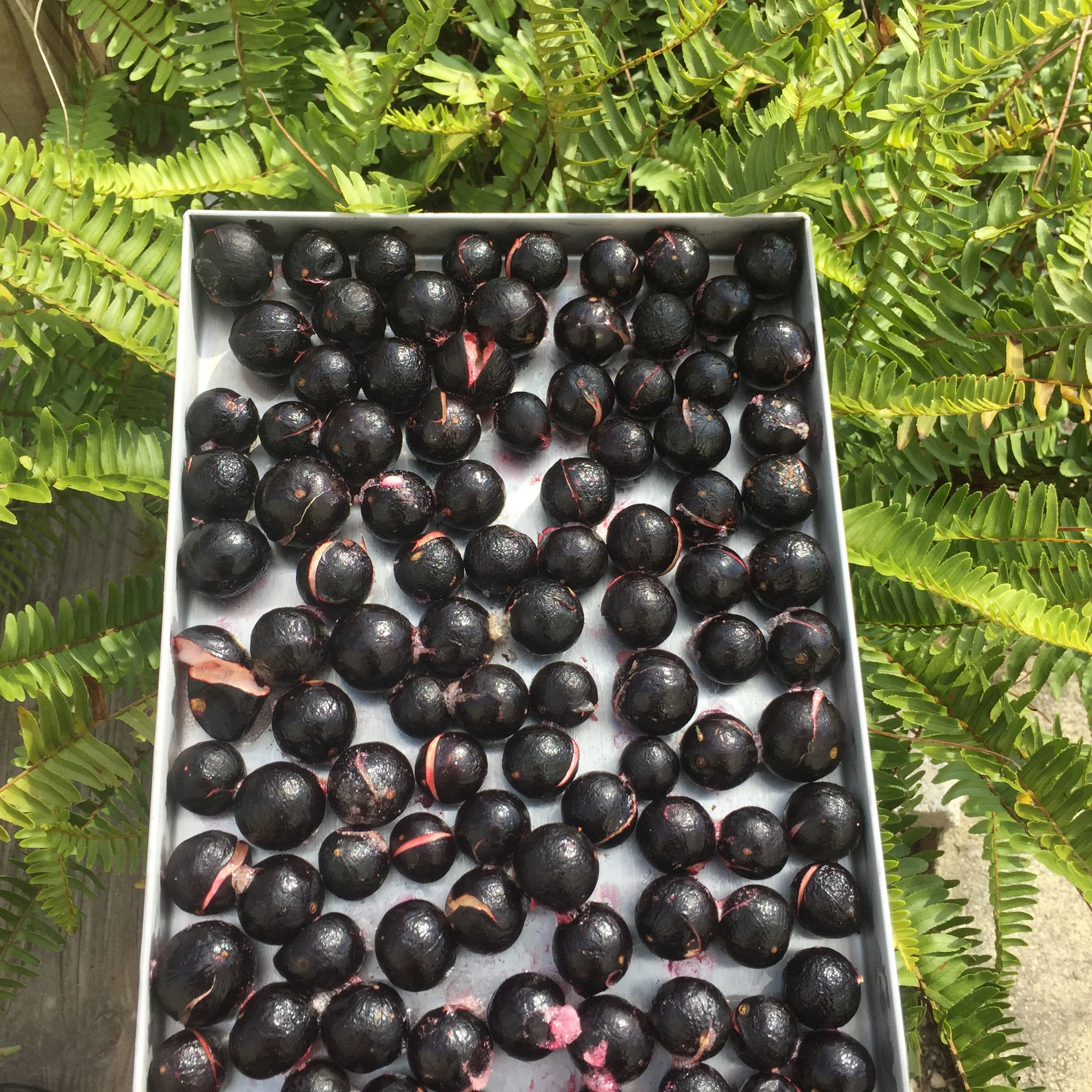 Freeze Dried Jaboticaba *Pre-Order* - Image 3