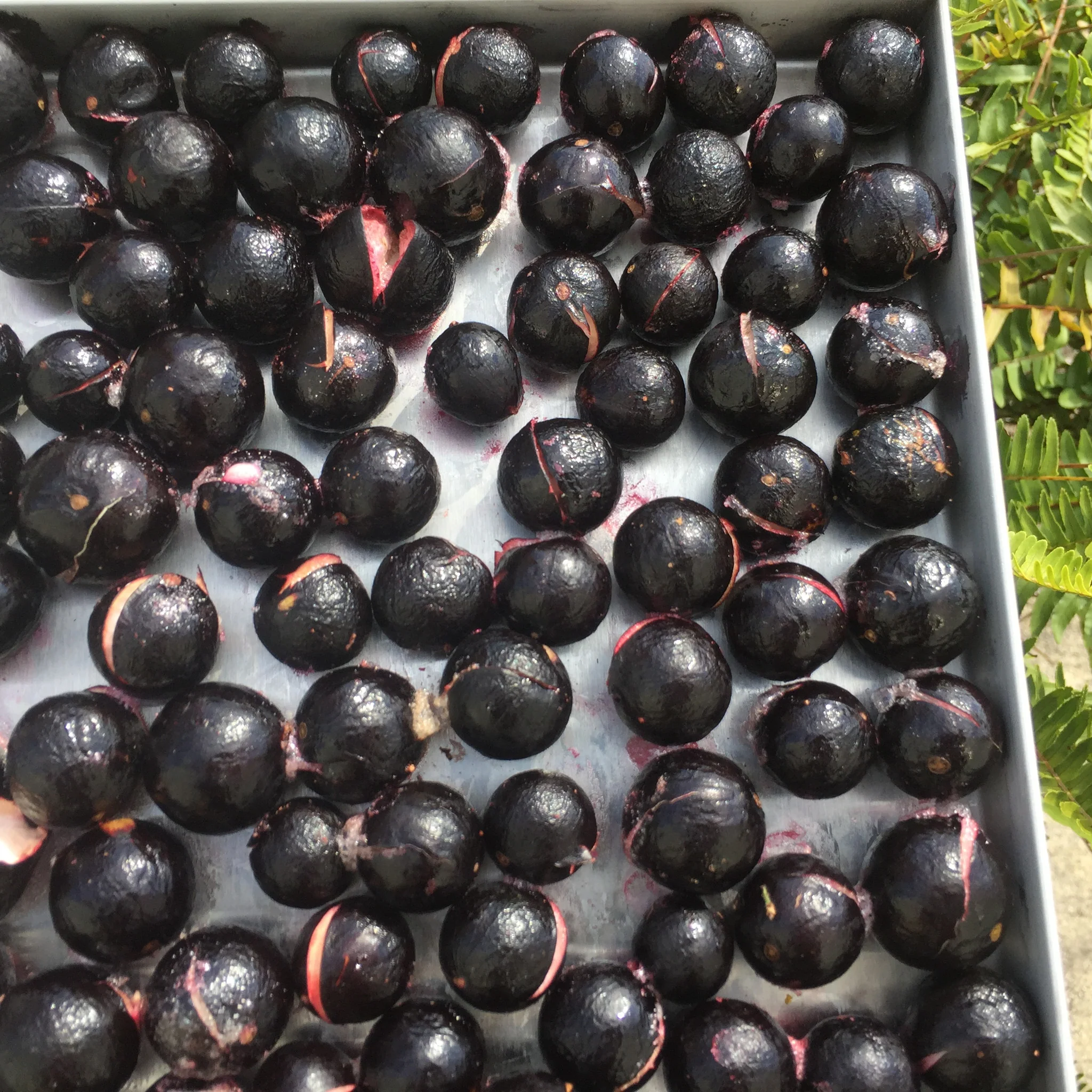 Freeze Dried Jaboticaba *Pre-Order* - Image 4