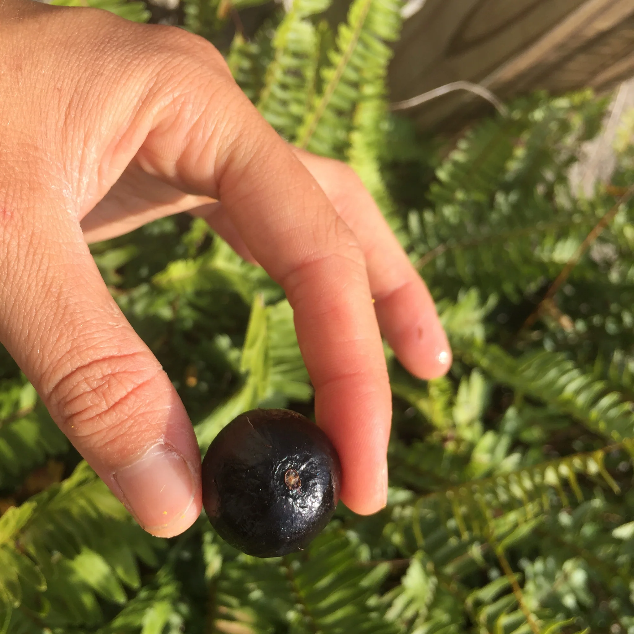 Freeze Dried Jaboticaba *Pre-Order* - Image 5