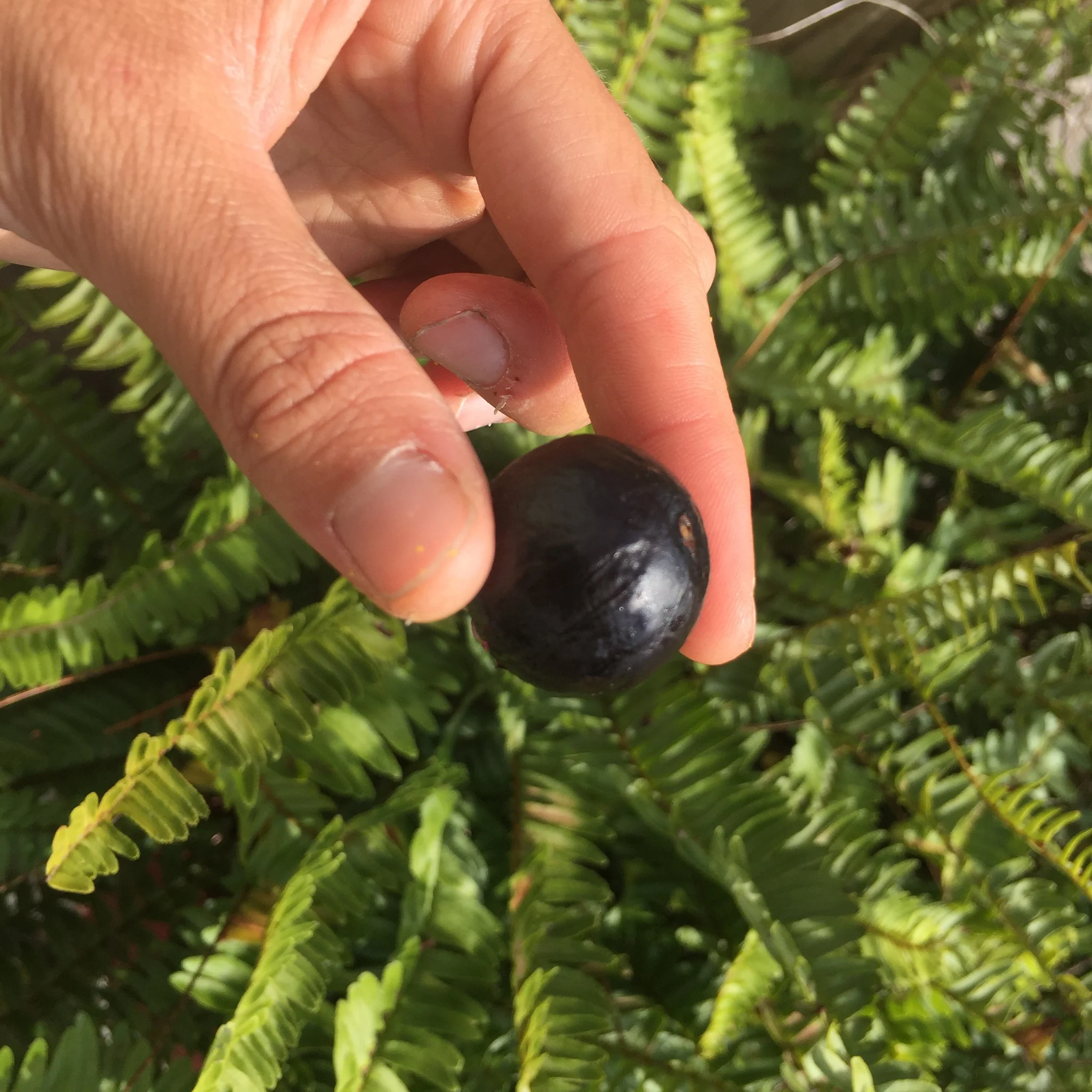 Freeze Dried Jaboticaba *Pre-Order* - Image 6