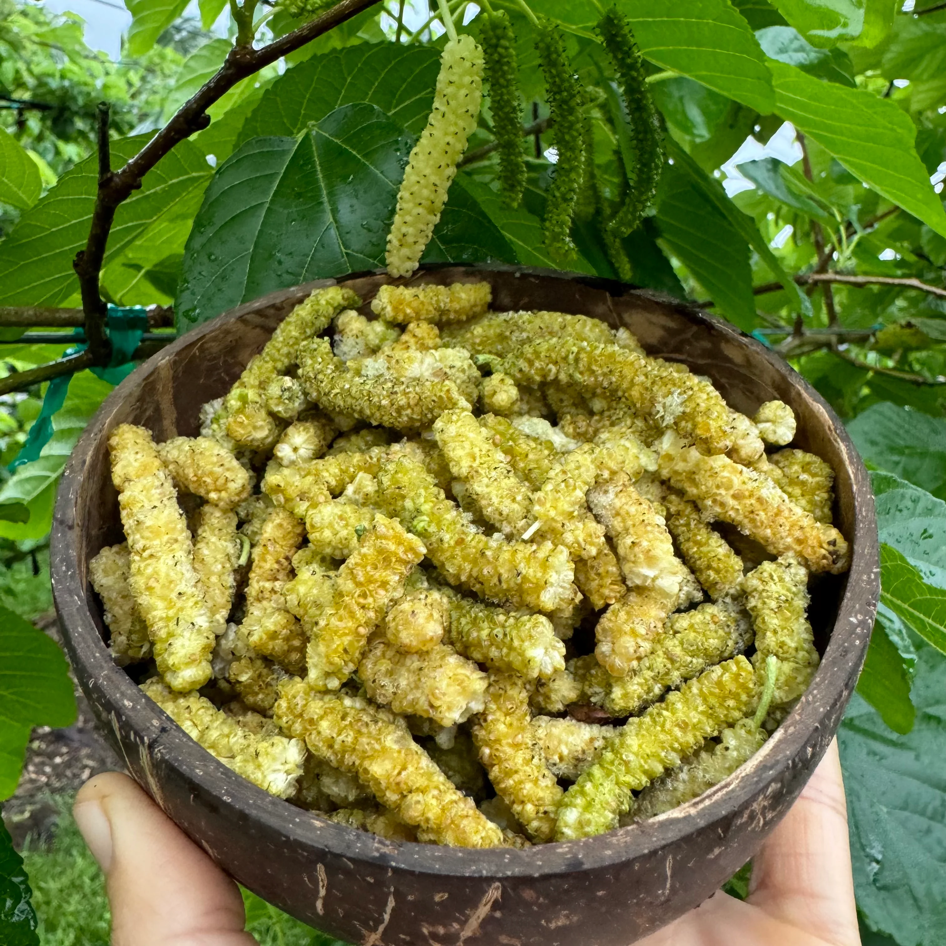 Freeze Dried Sweet Green Mulberry