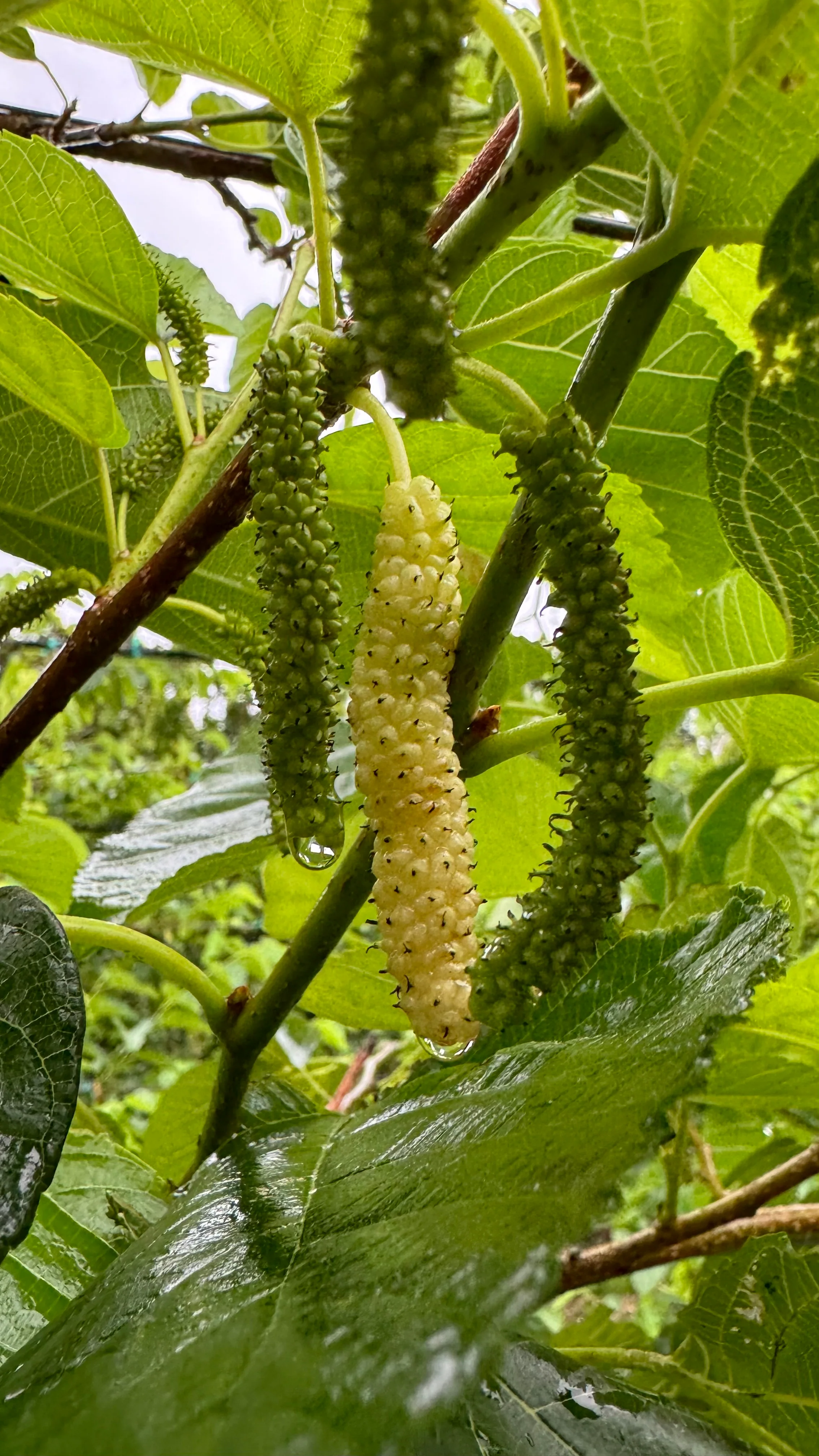 Freeze Dried Sweet Green Mulberry - Image 4