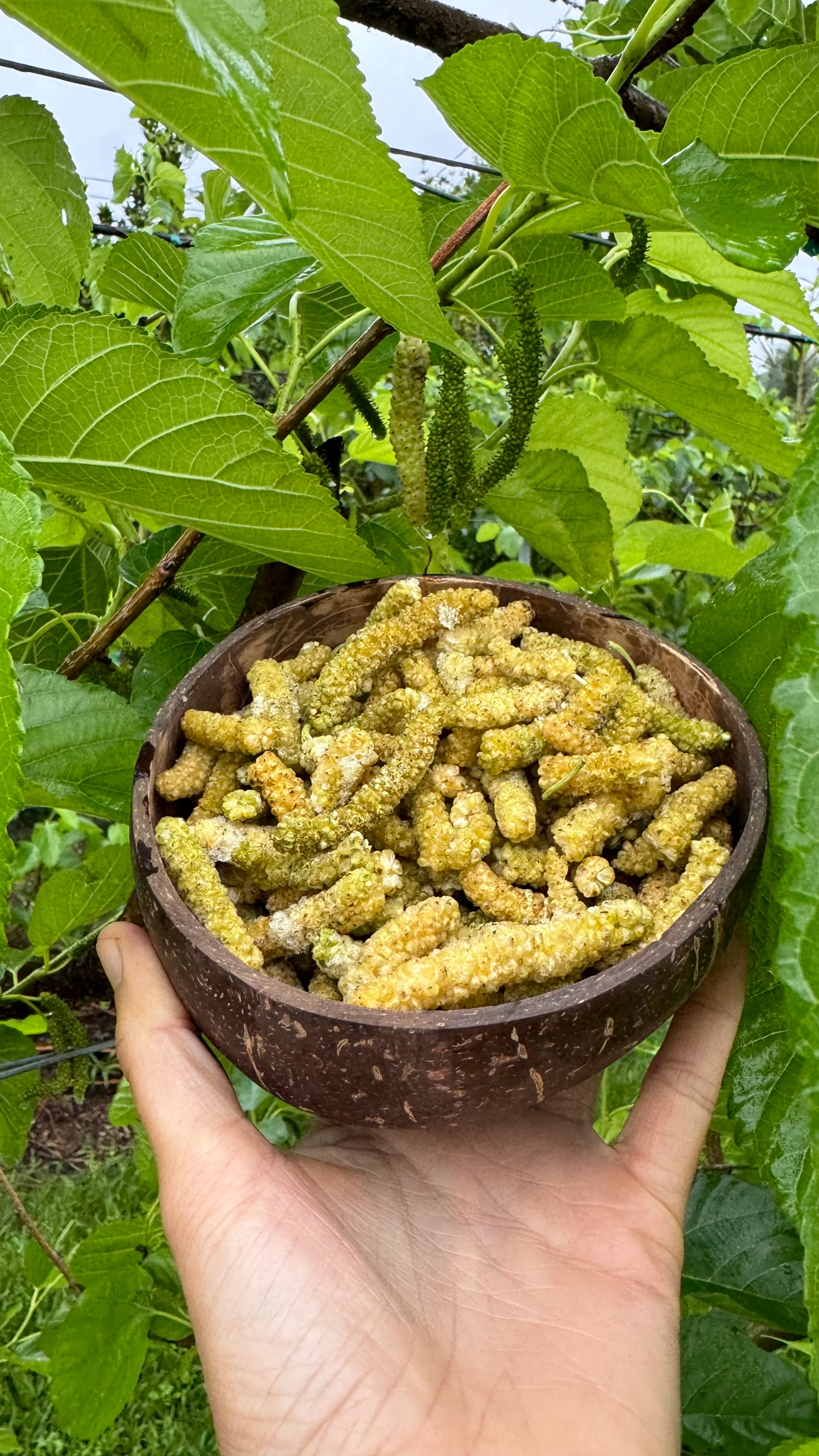 Freeze Dried Sweet Green Mulberry - Image 5
