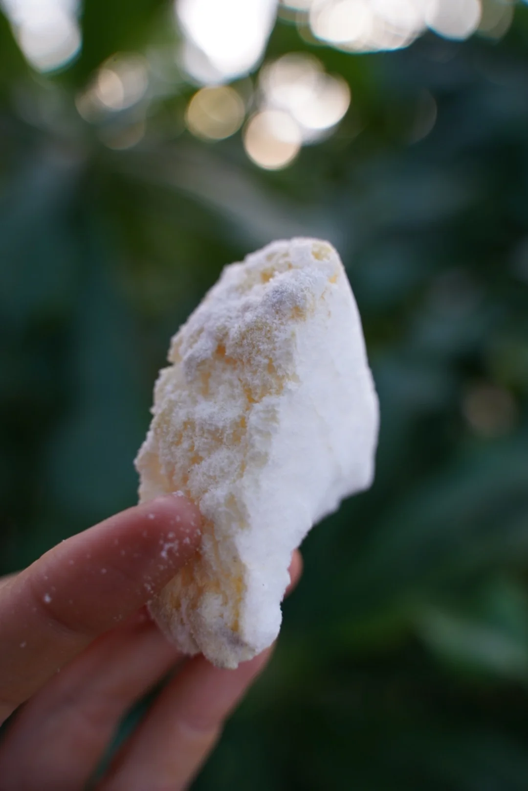 Freeze Dried Sprouted Coconut - Image 11