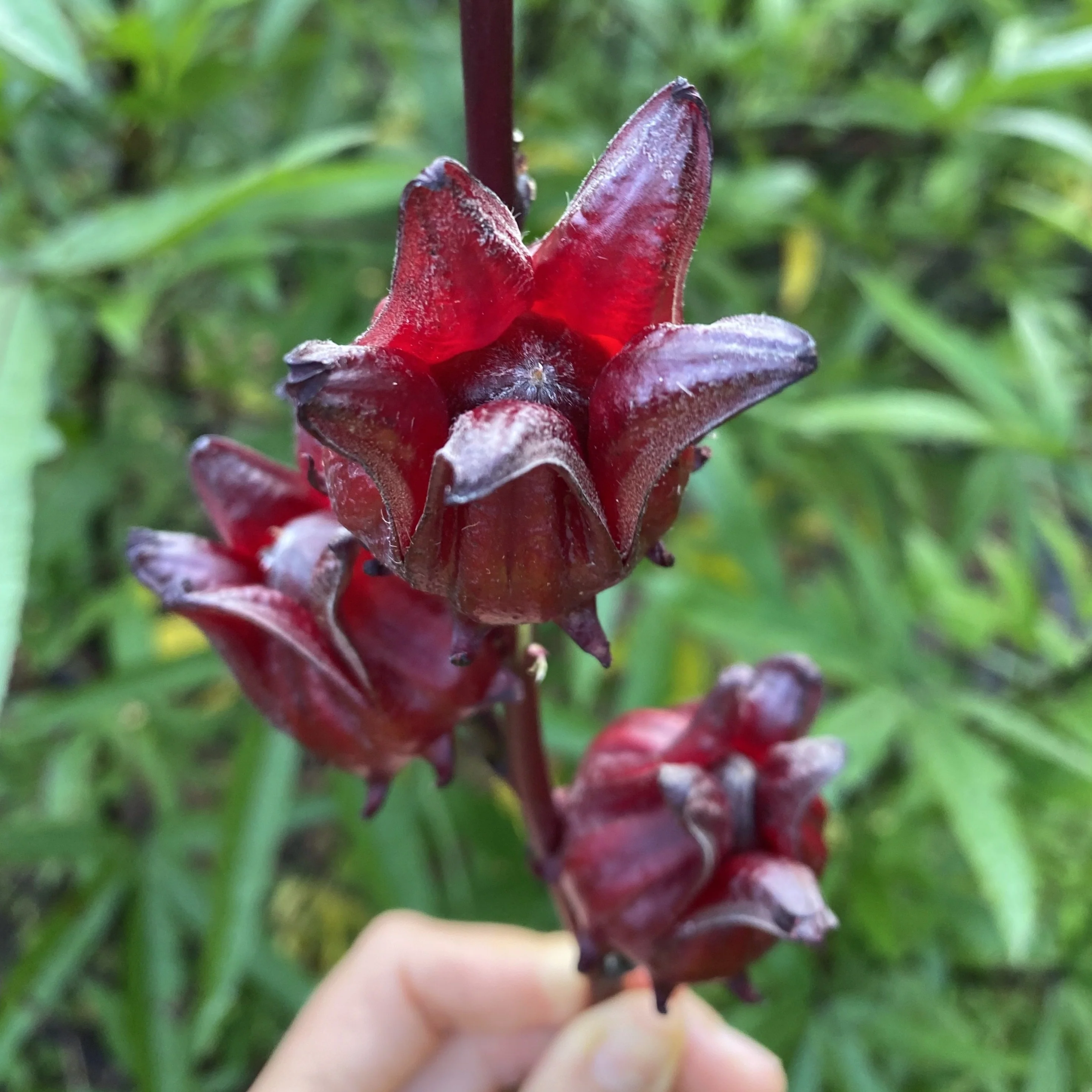 Fresh Roselle (Hibiscus/Sorrel) Calyx *Pre-Order*