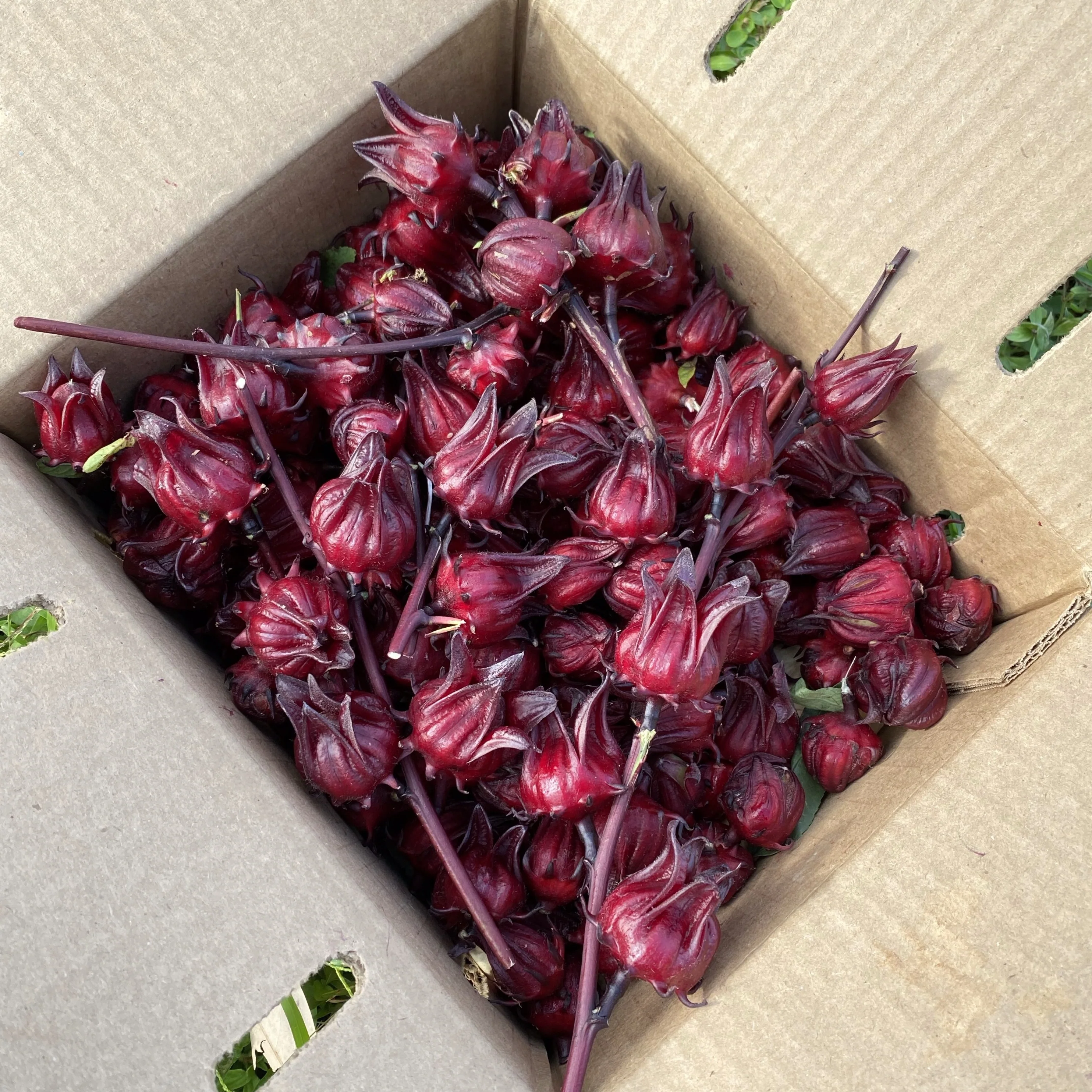 Fresh Roselle (Hibiscus/Sorrel) Calyx *Pre-Order* - Image 2