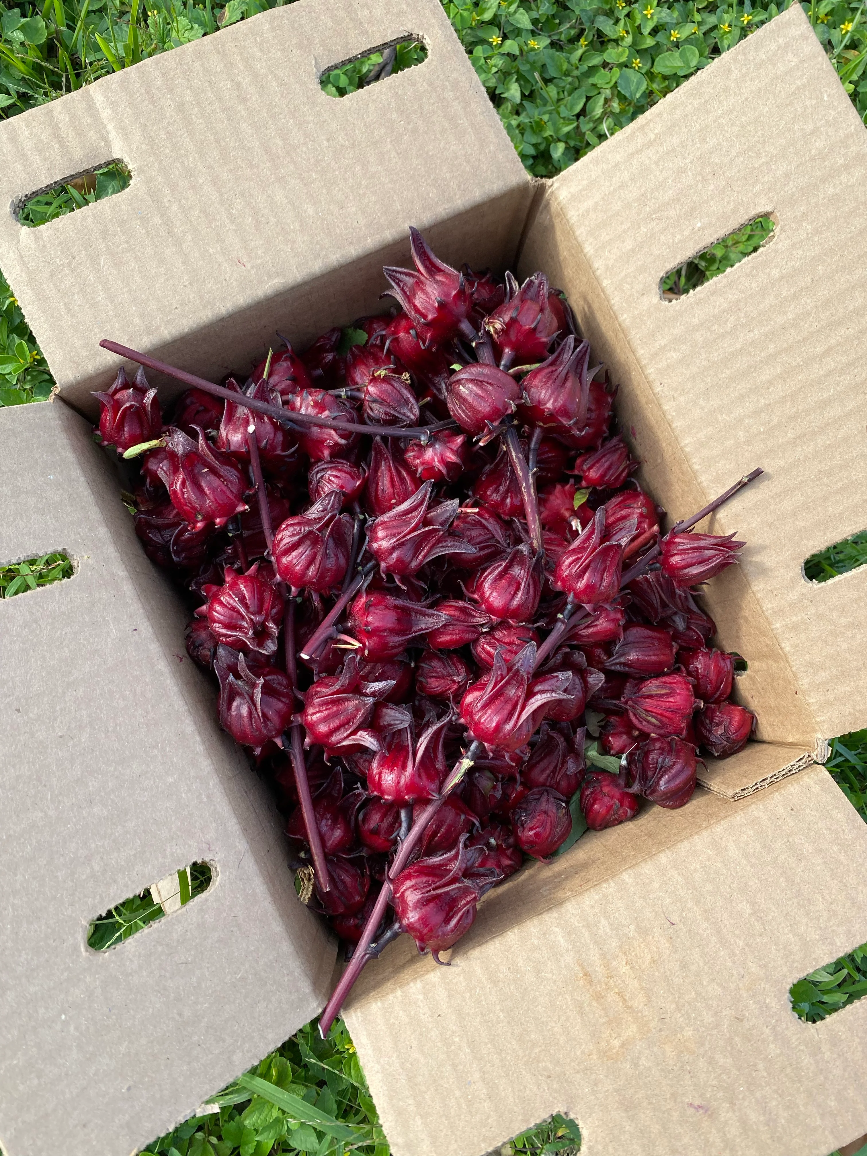 Fresh Roselle (Hibiscus/Sorrel) Calyx *Pre-Order* - Image 3