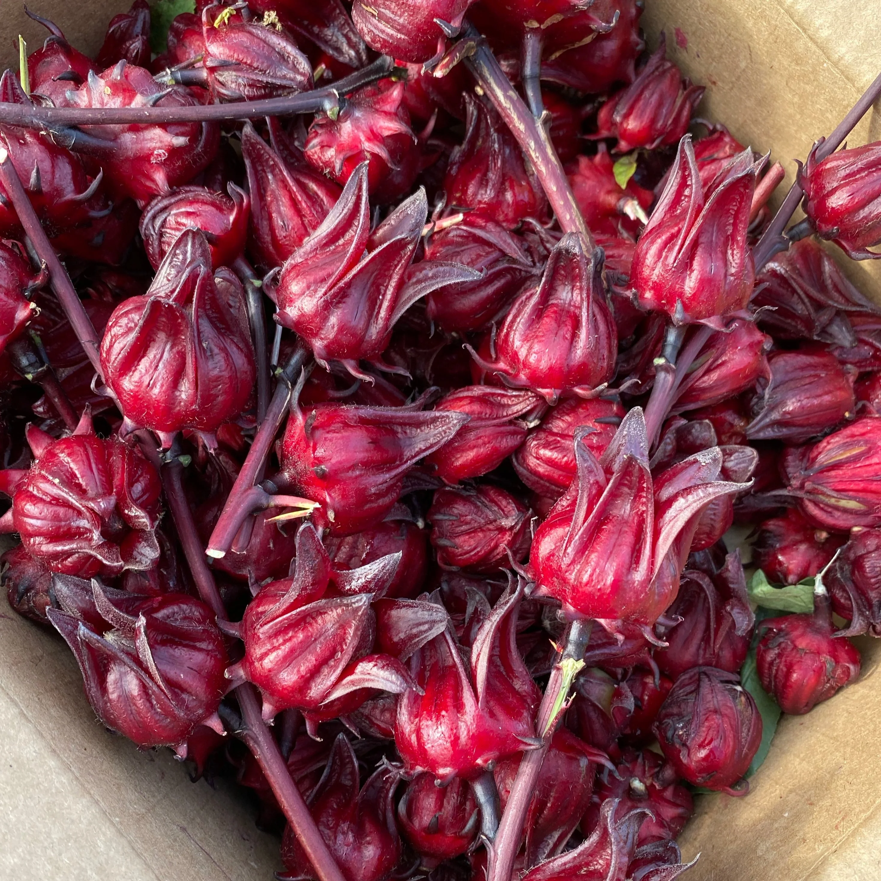 Fresh Roselle (Hibiscus/Sorrel) Calyx *Pre-Order* - Image 4