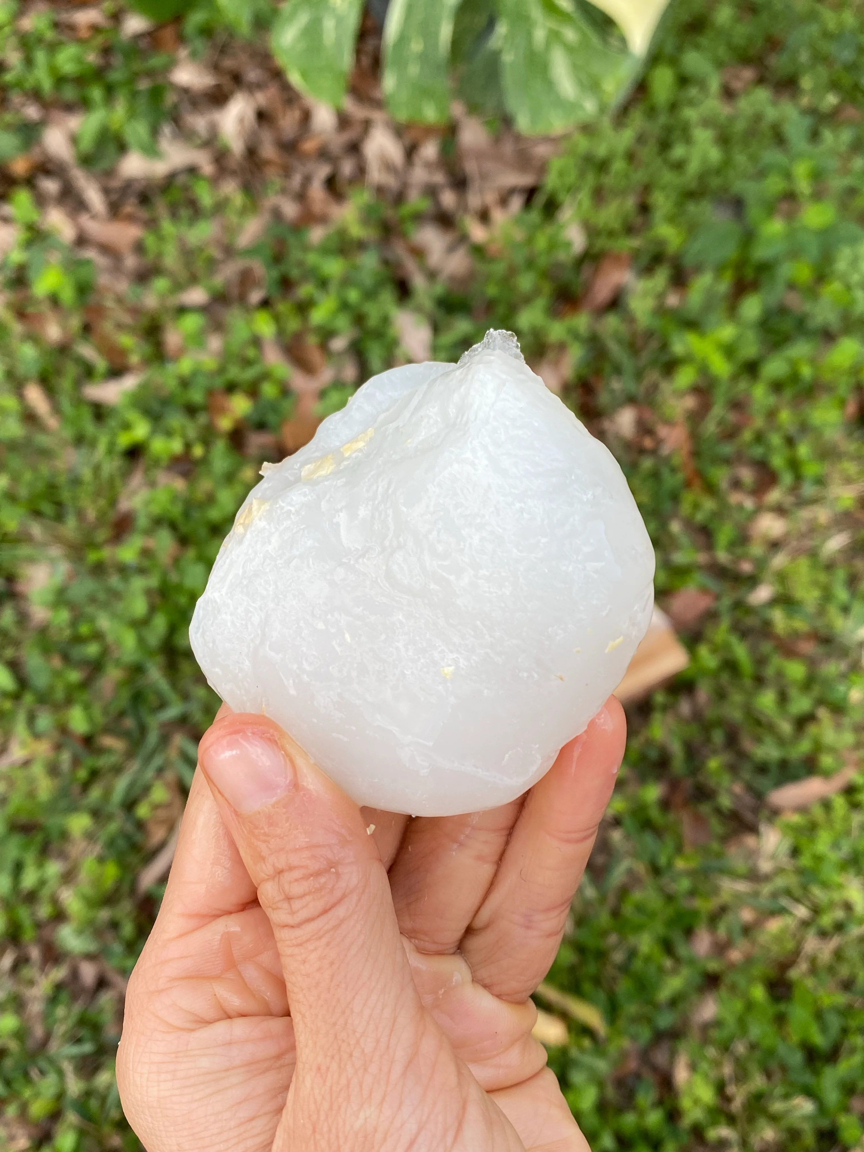 Ice Apple (Toddy Palm) - Borassus Palm Packet *Frozen* - Image 4
