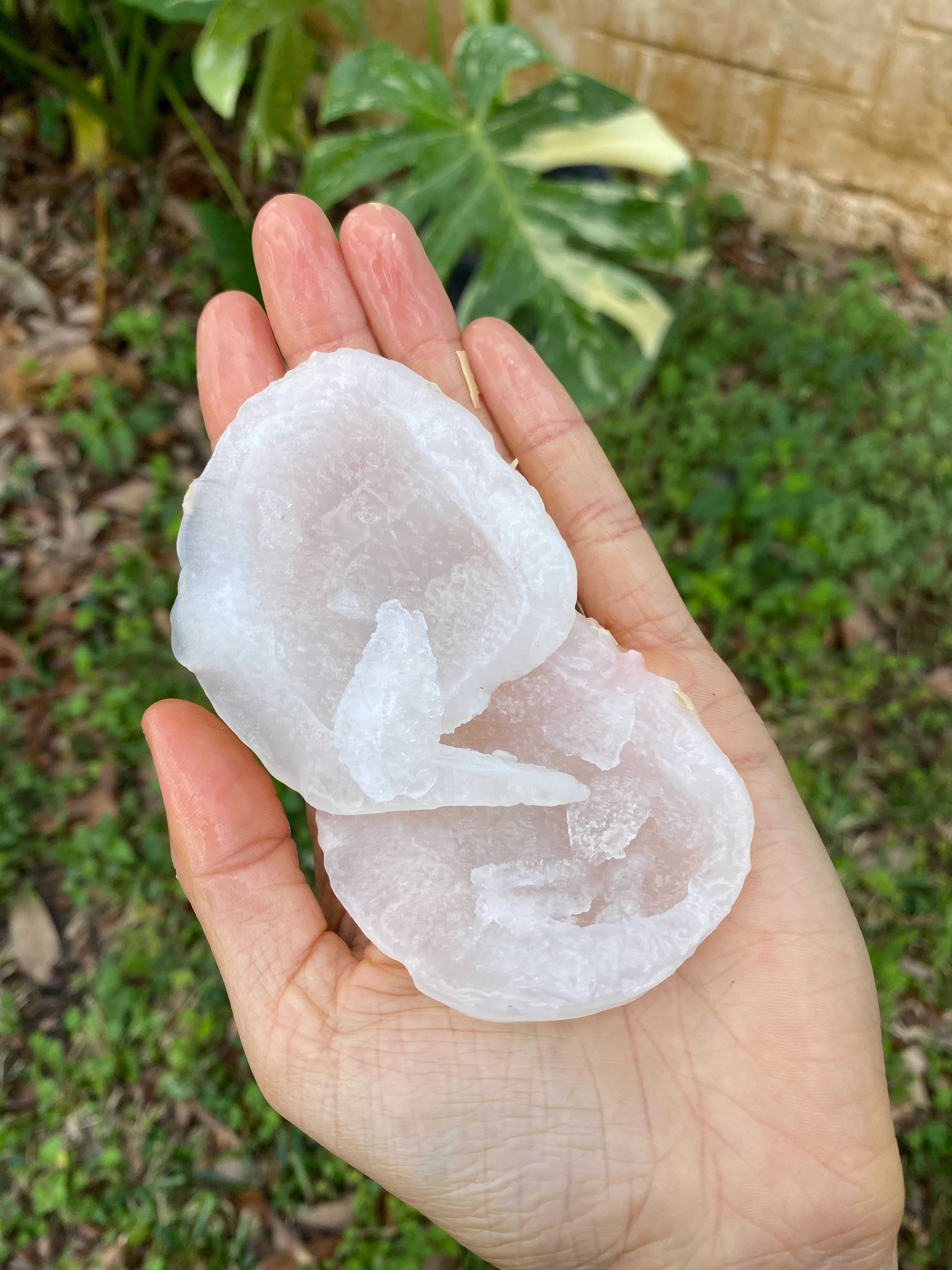 Ice Apple (Toddy Palm) - Borassus Palm Packet *Frozen* - Image 5