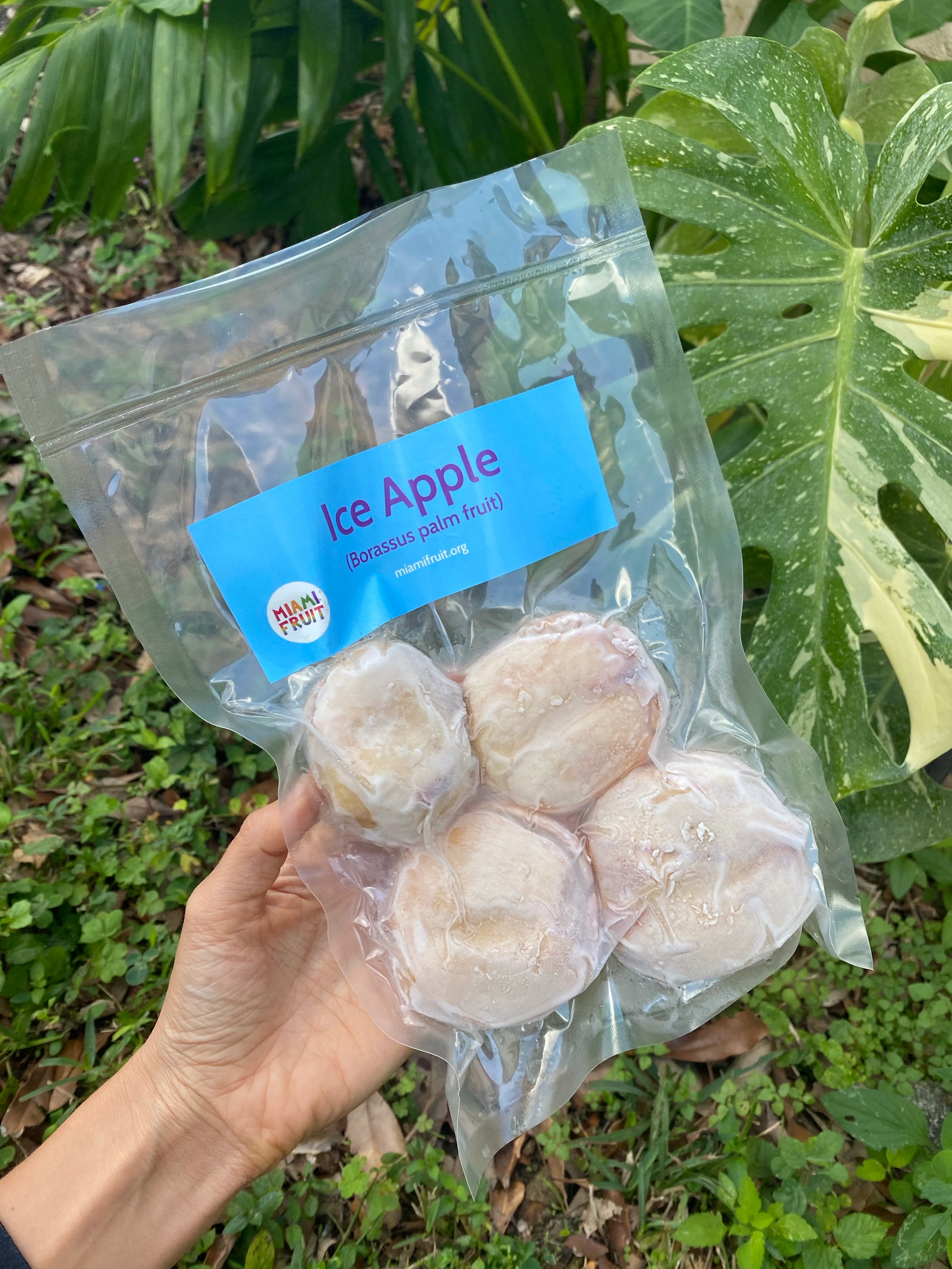 Ice Apple (Toddy Palm) - Borassus Palm Packet *Frozen* - Image 6