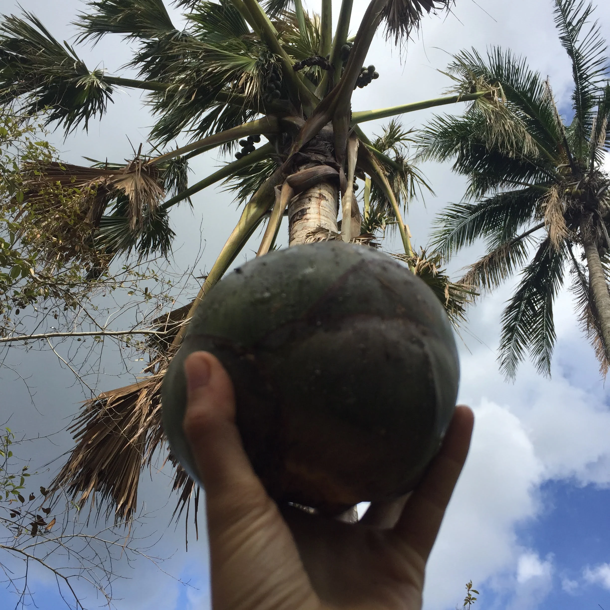 Ice Apple (Toddy Palm) - Borassus Palm Packet *Frozen* - Image 8