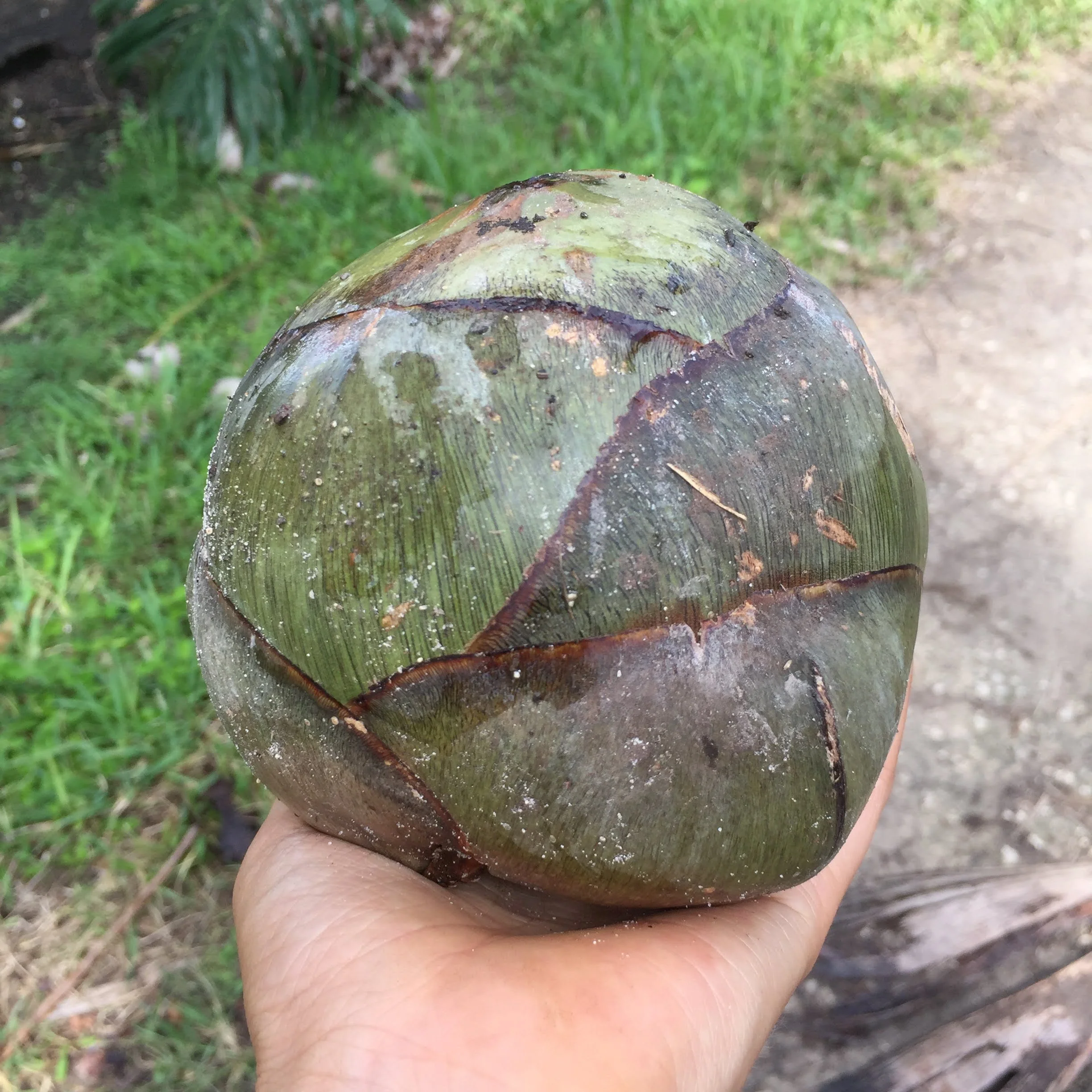 Ice Apple (Toddy Palm) - Borassus Palm Packet *Frozen* - Image 9