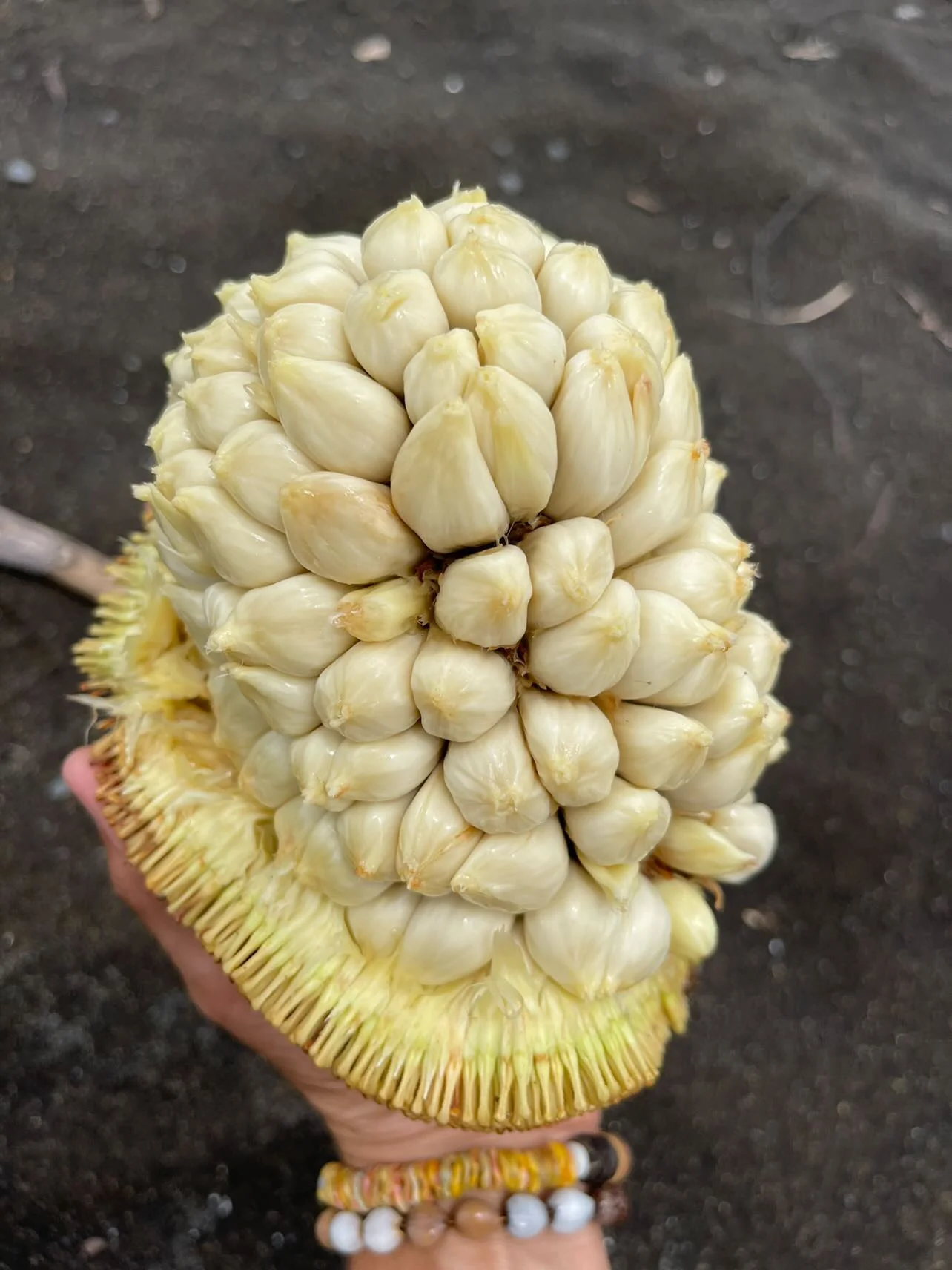 Marang - (Terap) *Frozen* - Image 4