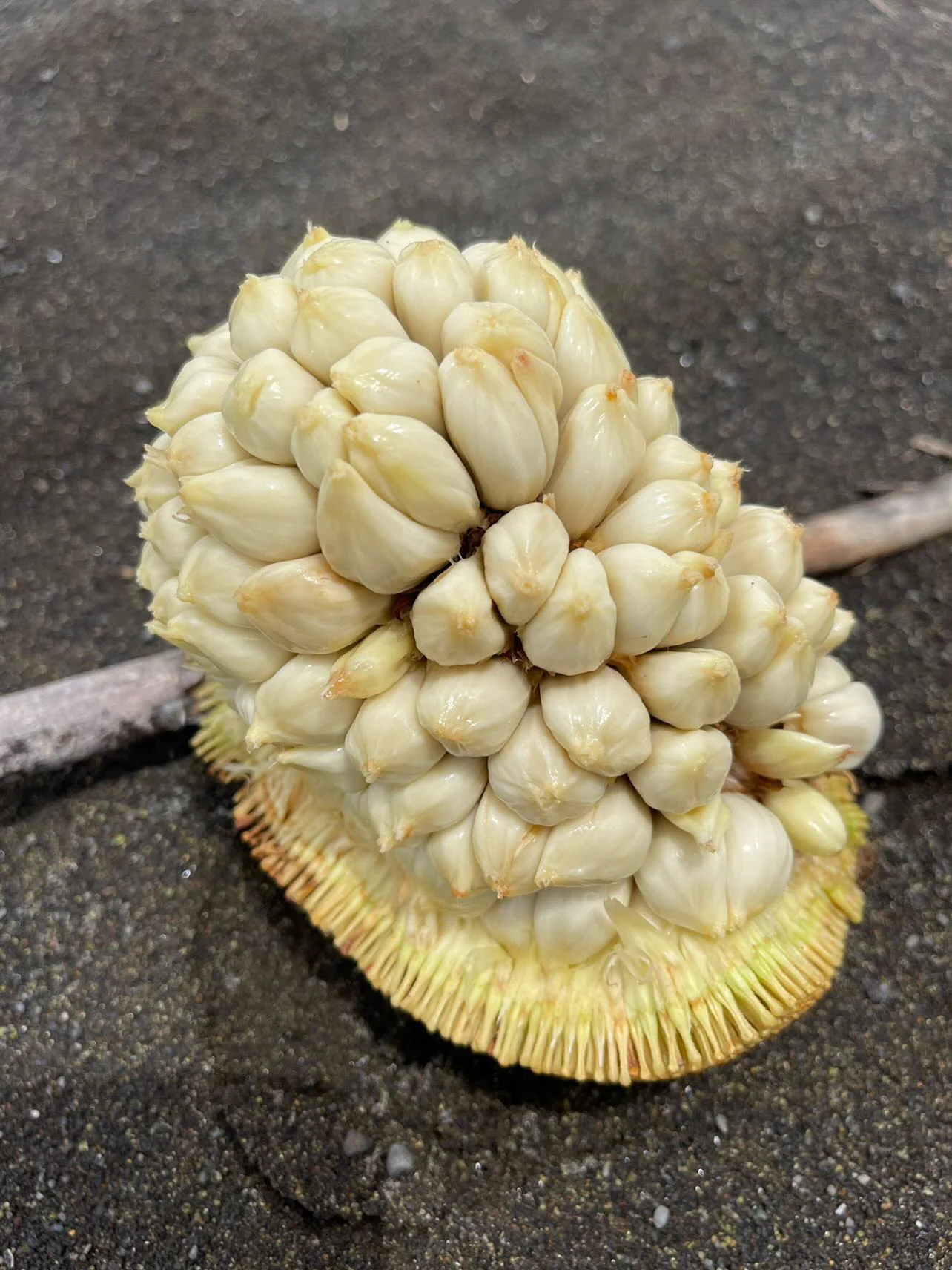 Marang - (Terap) *Frozen* - Image 5