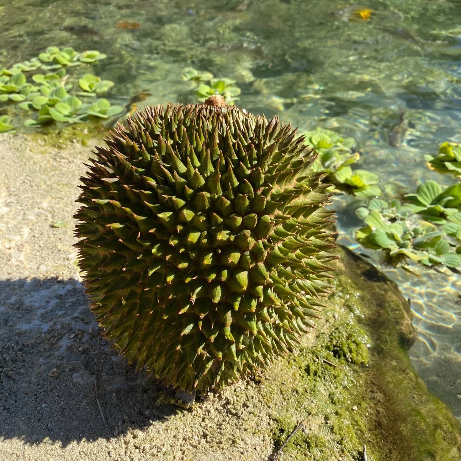 D101 Durian *Pre-Order* - Image 2