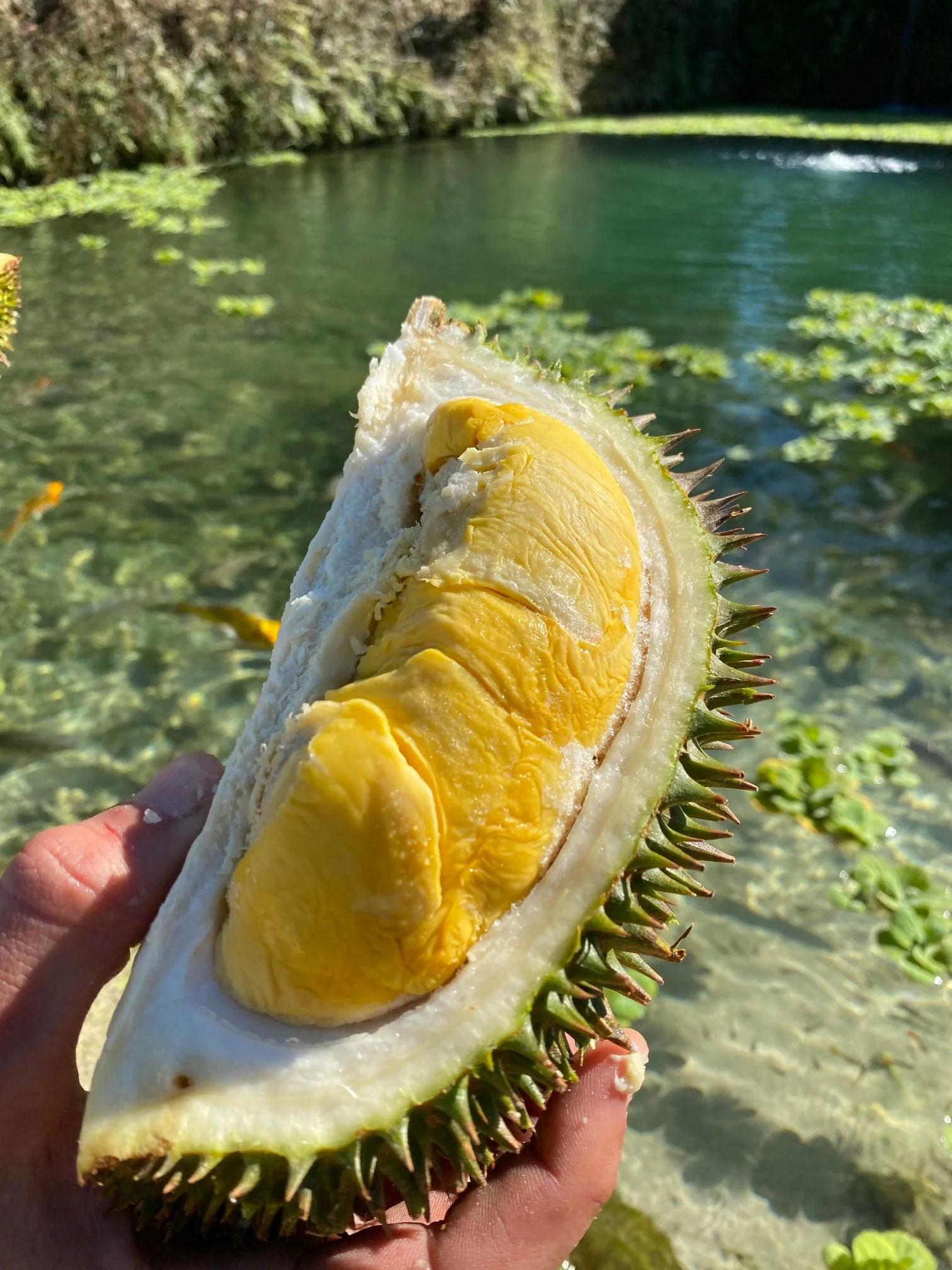 D101 Durian *Pre-Order* - Image 4
