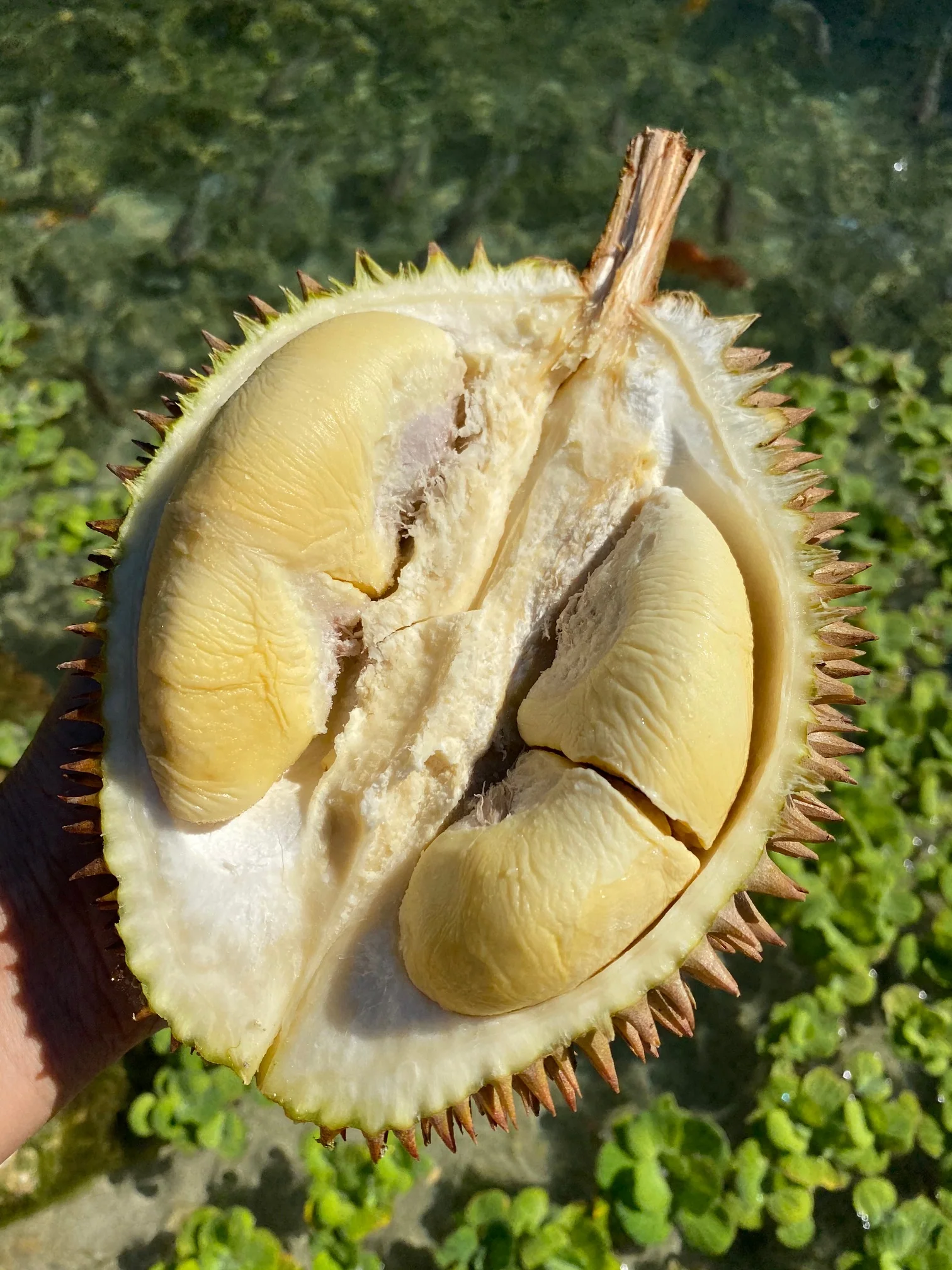 D24 (Sultan) Durian *Pre-Order* - Image 3